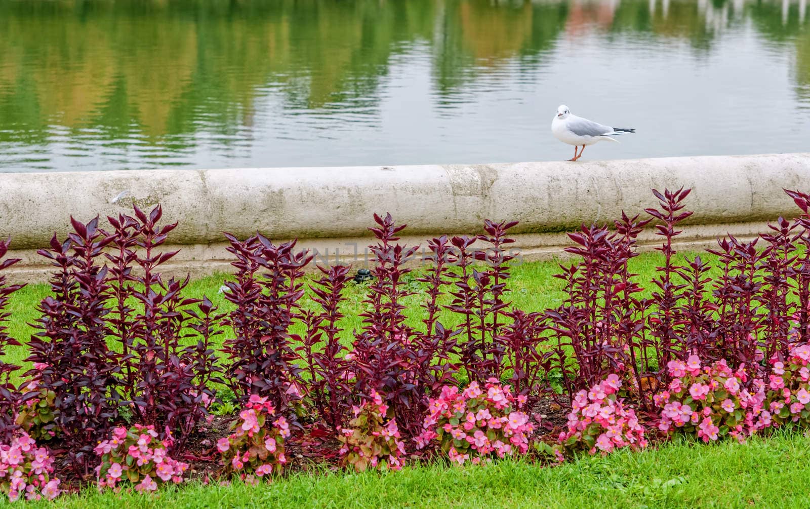 Gull on the lake  by Zhukow