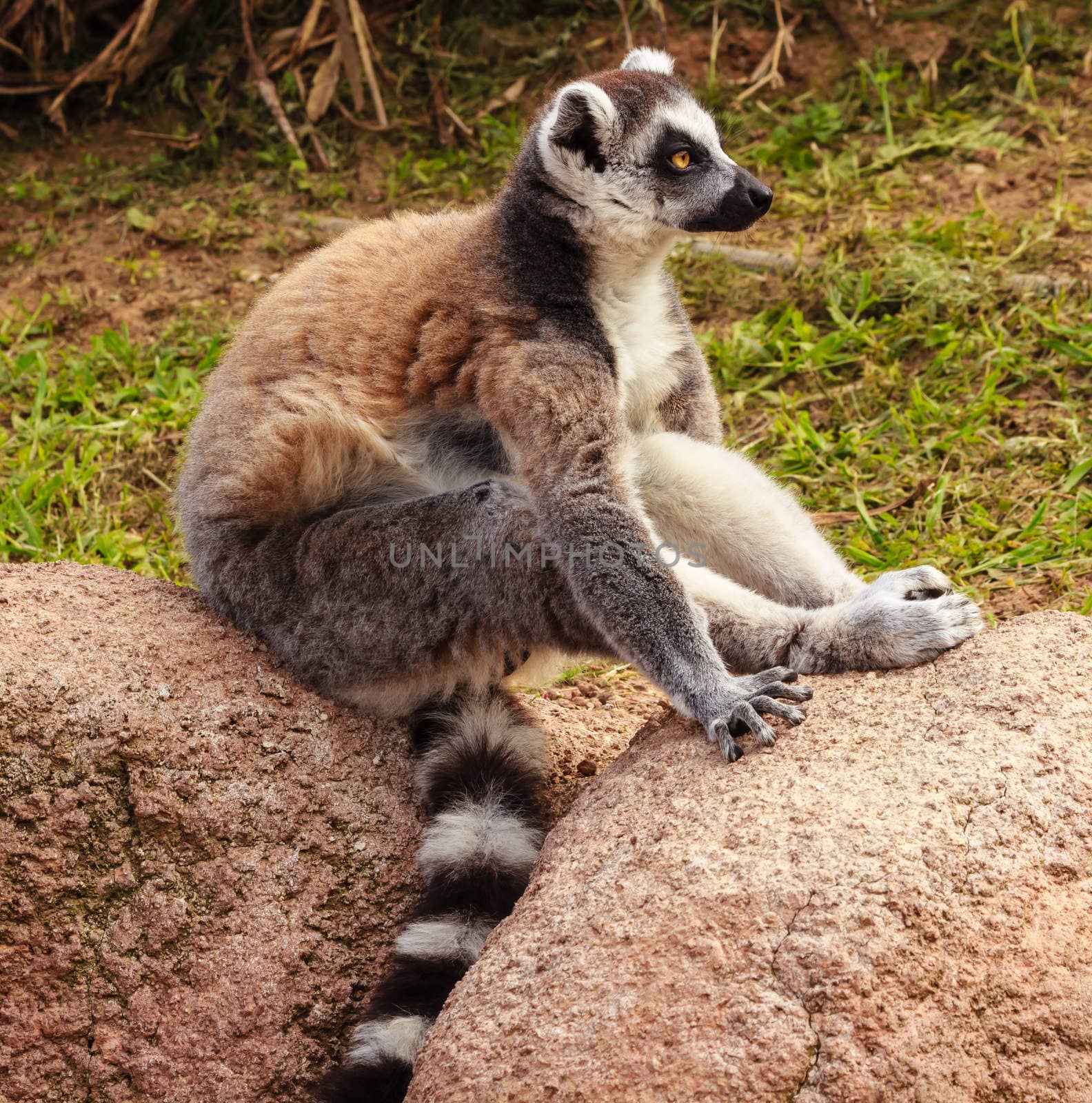 profile of a lemur of a madagascar by moorea