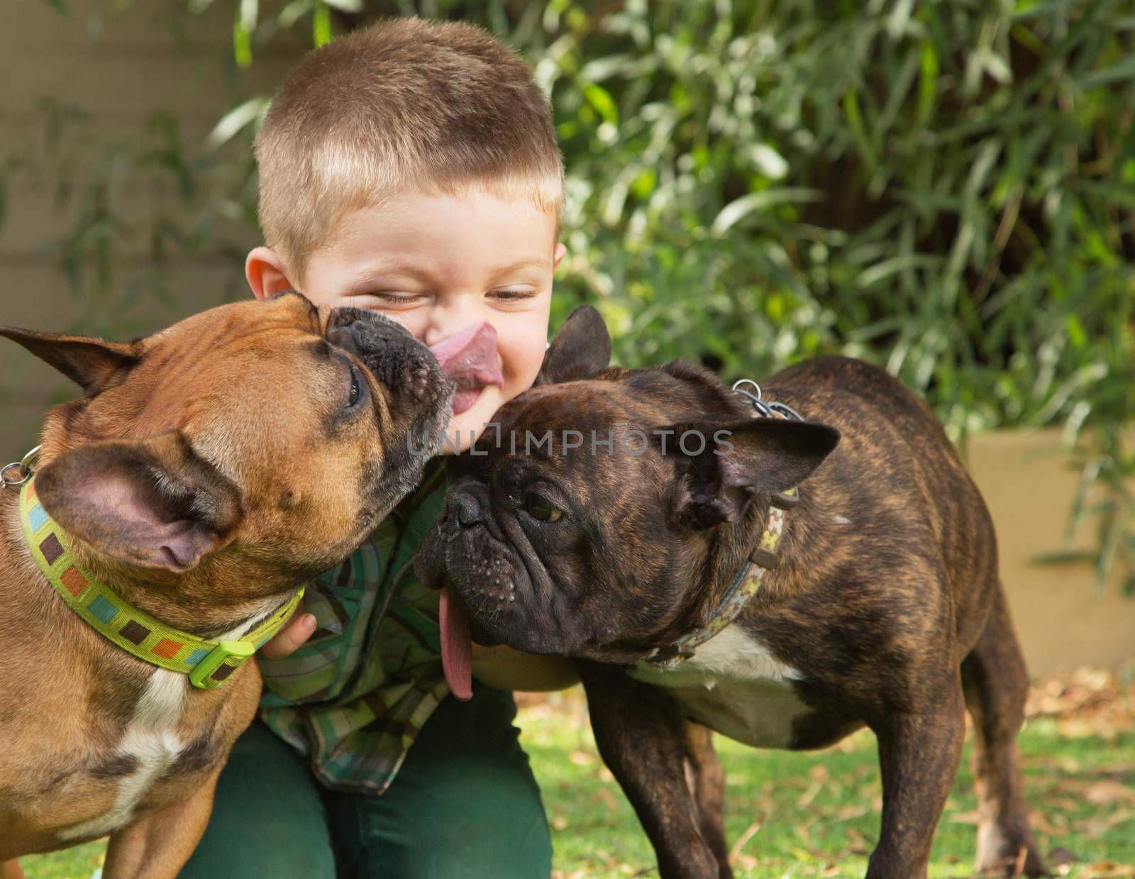 Two bulldogs licking little boy sitting outdoors