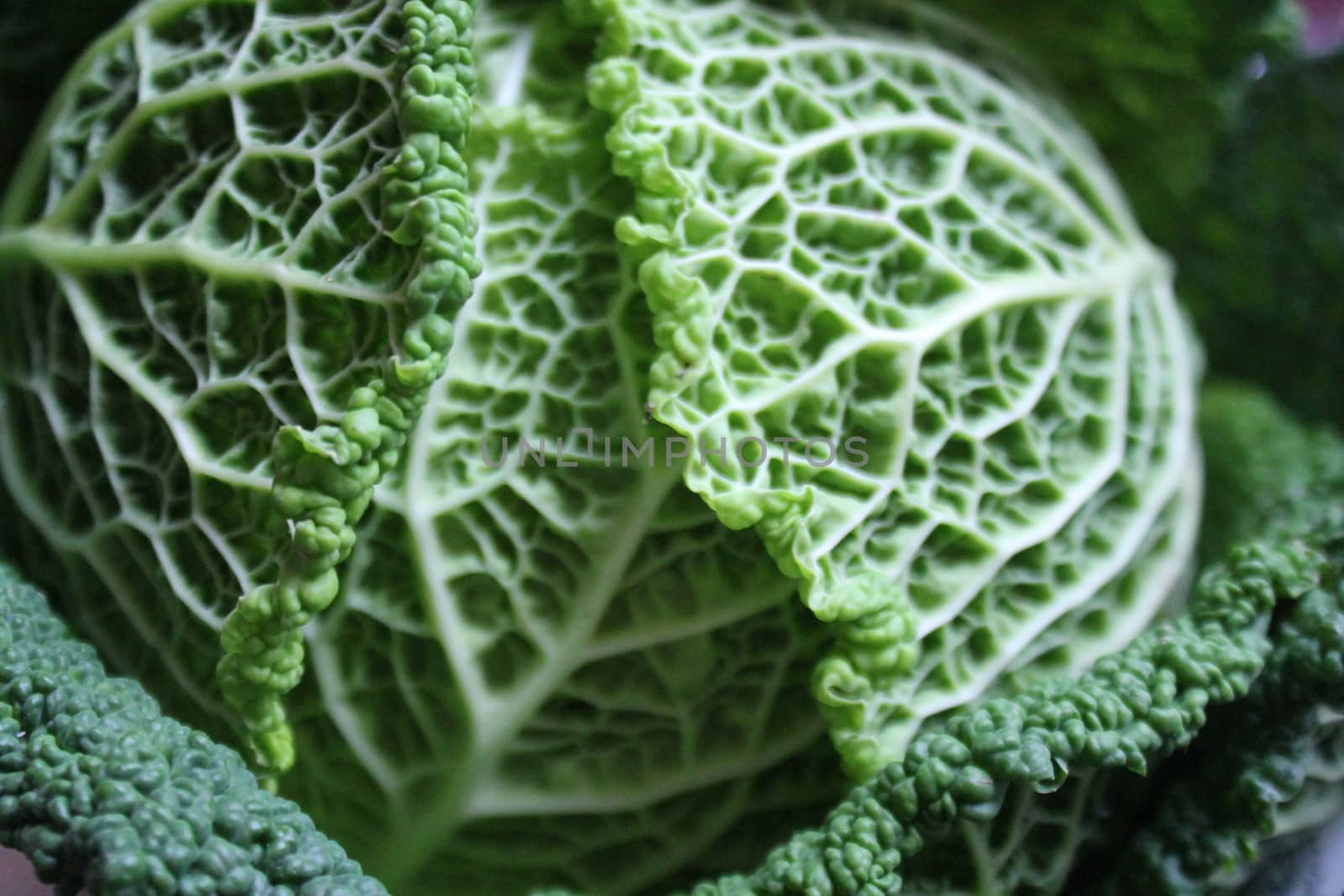 Savoy cabbage super food close up. Top view by cheekylorns