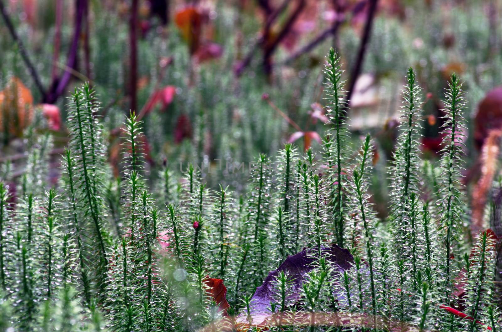 Stiff clubmoss (Lycopodium annotinum) in summer by dolnikow