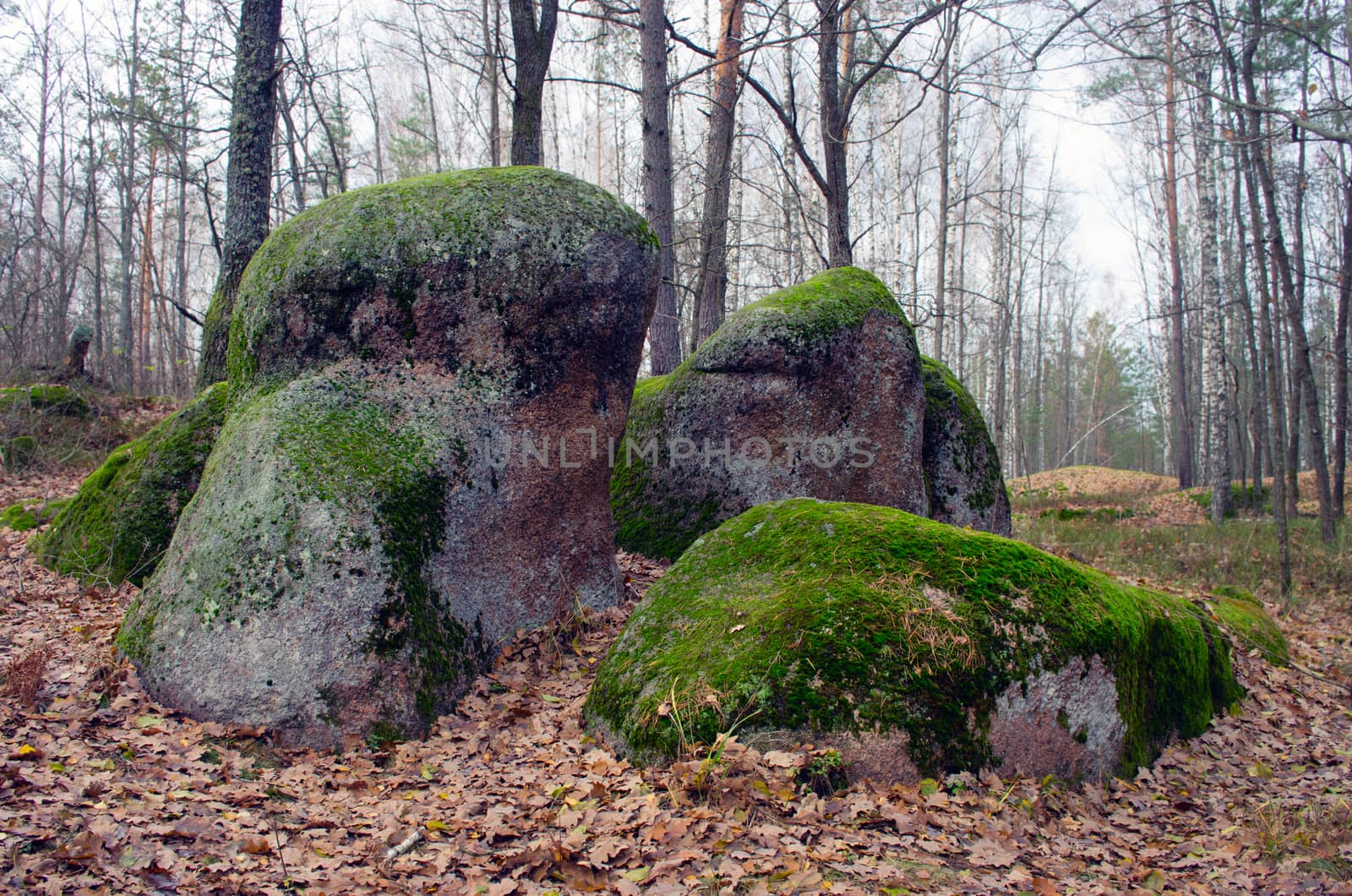 Collection of Beautiful Colorful Autumn Leaves / green, yellow,  by dolnikow