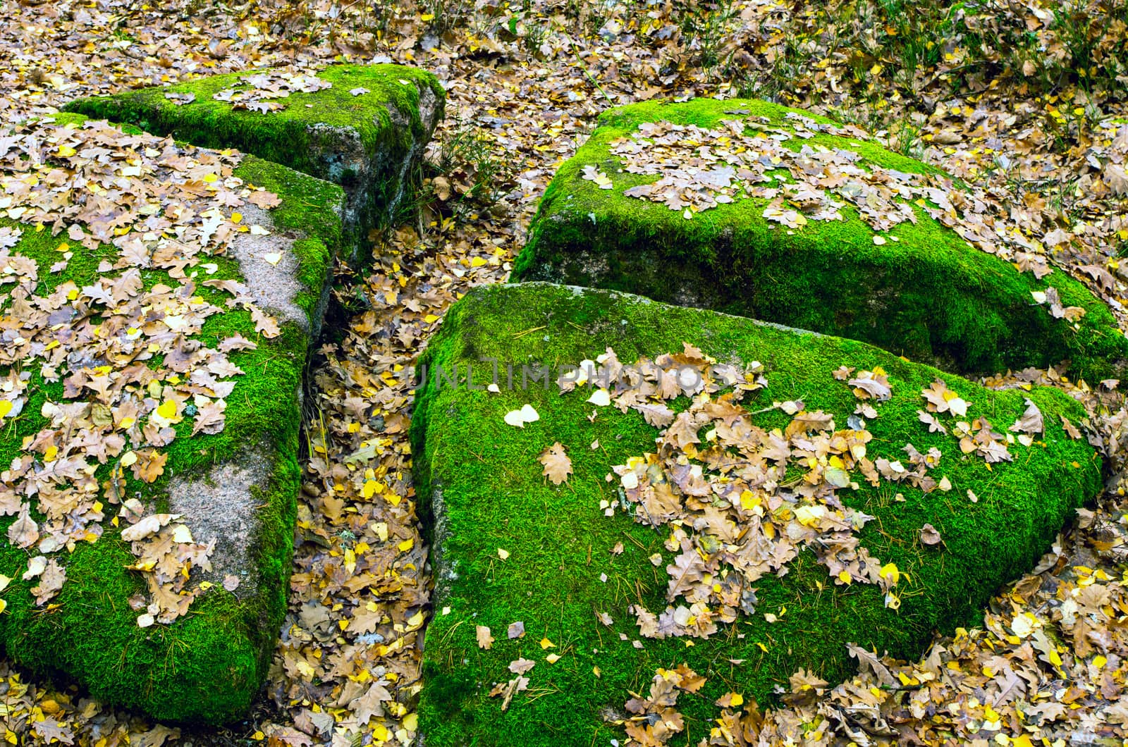 Collection of Beautiful Colorful Autumn Leaves / green, yellow, orange, red