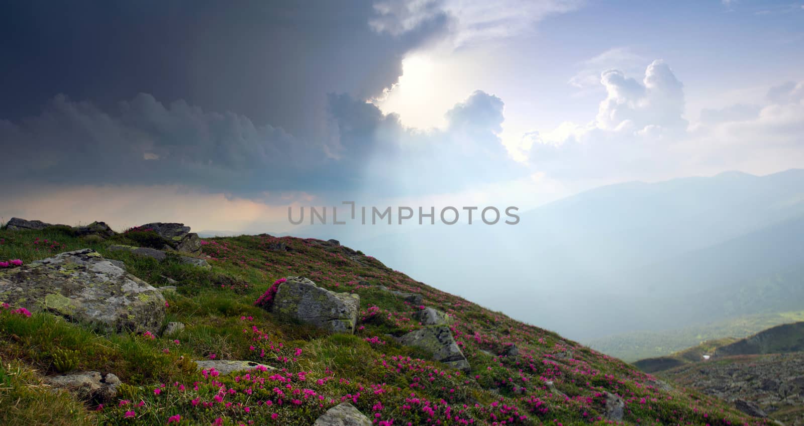 Carpathian Mountains. Panorama of the mountains by dolnikow