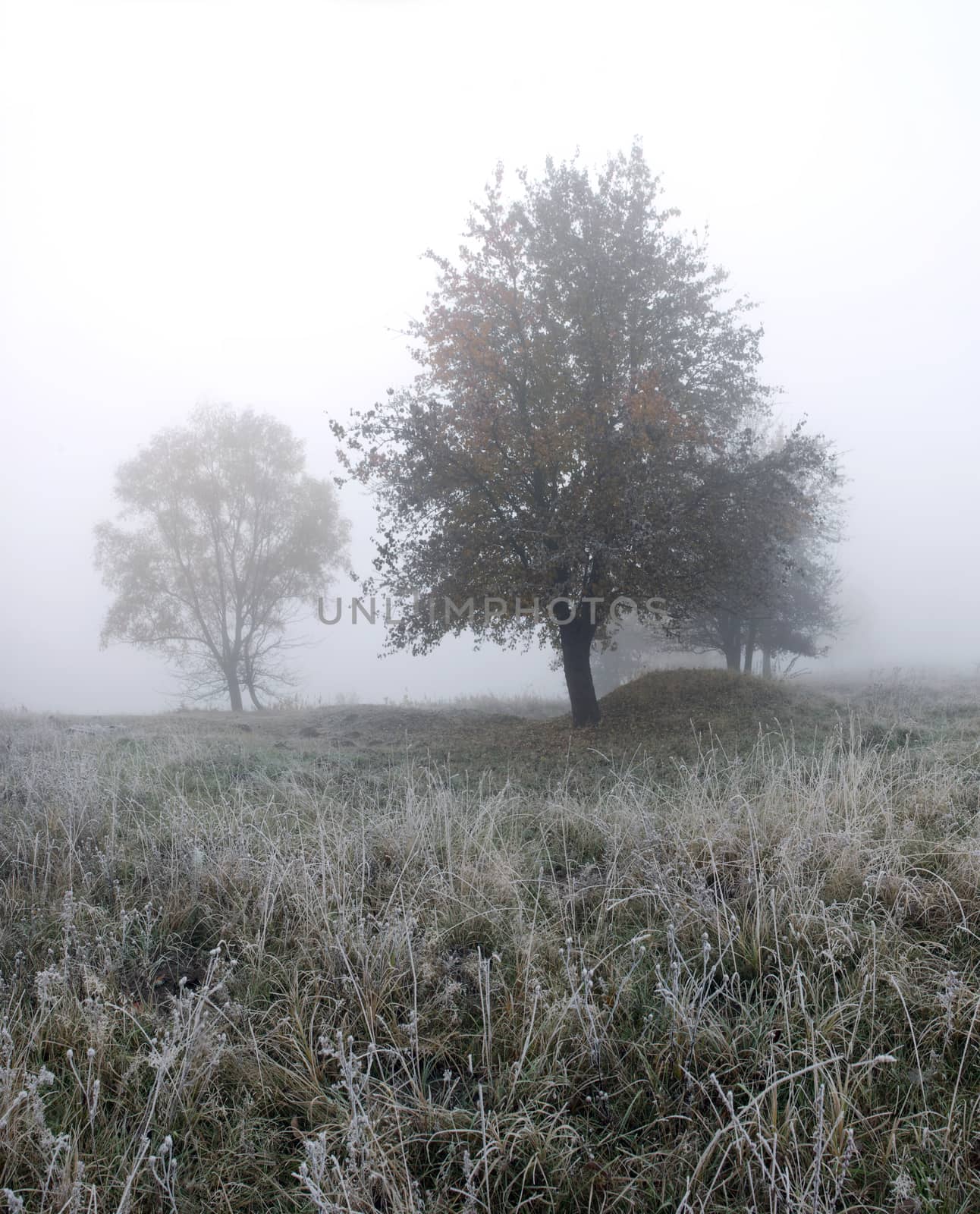 frosty morning landscape with tree