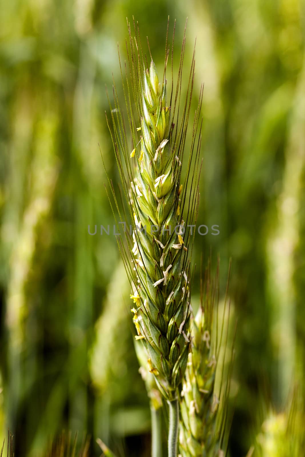   photographed close up green immature cereals. spring