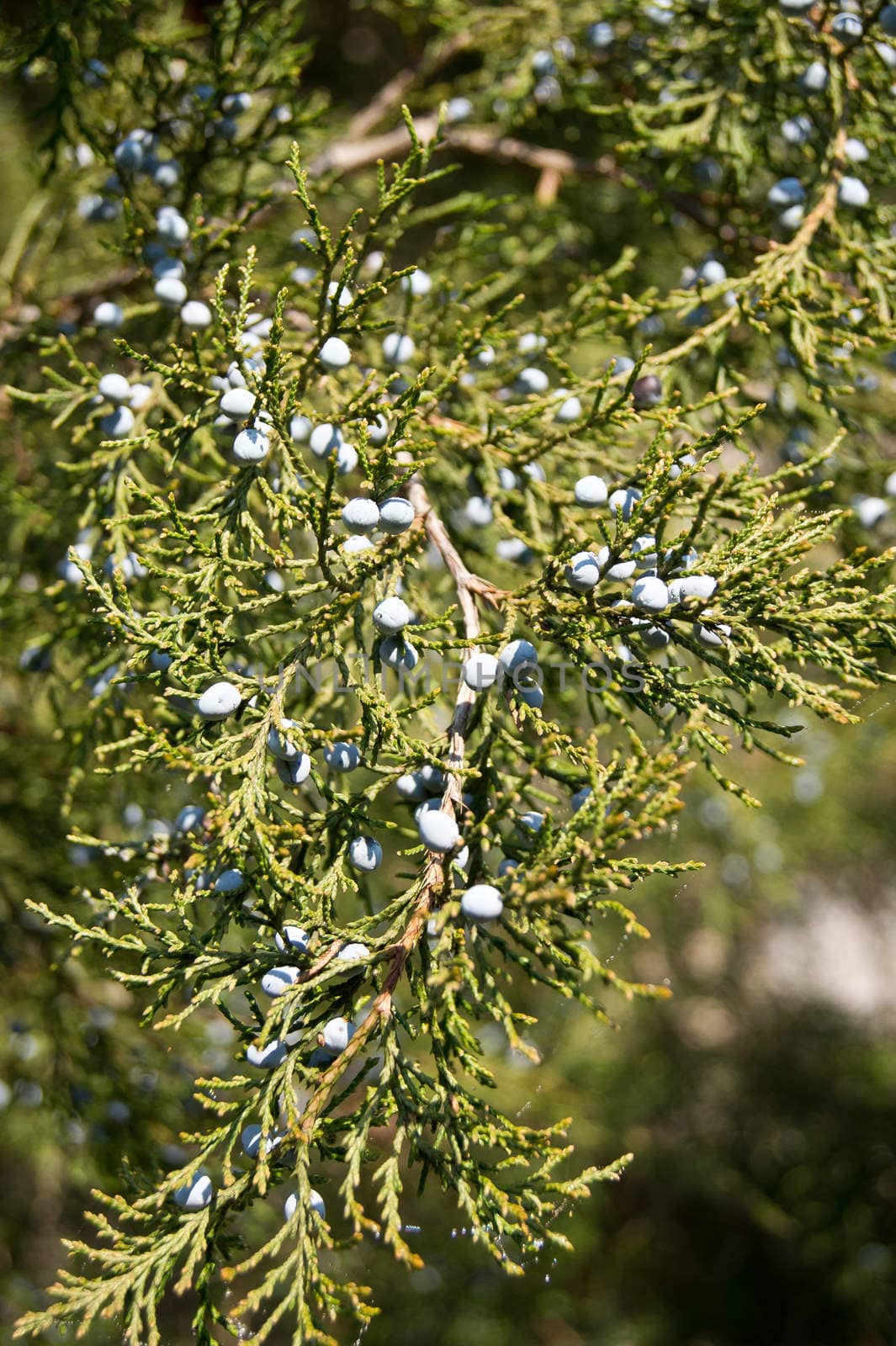 The harvest branches heavily laden arbor vitae.