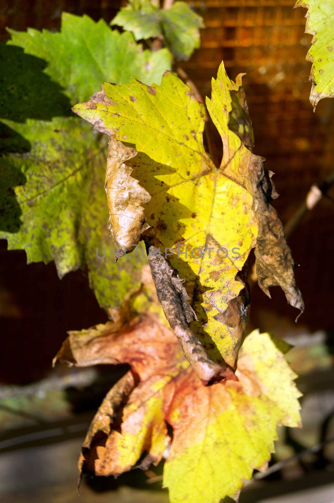 Colorful grape leaves in the autumn sunshine.