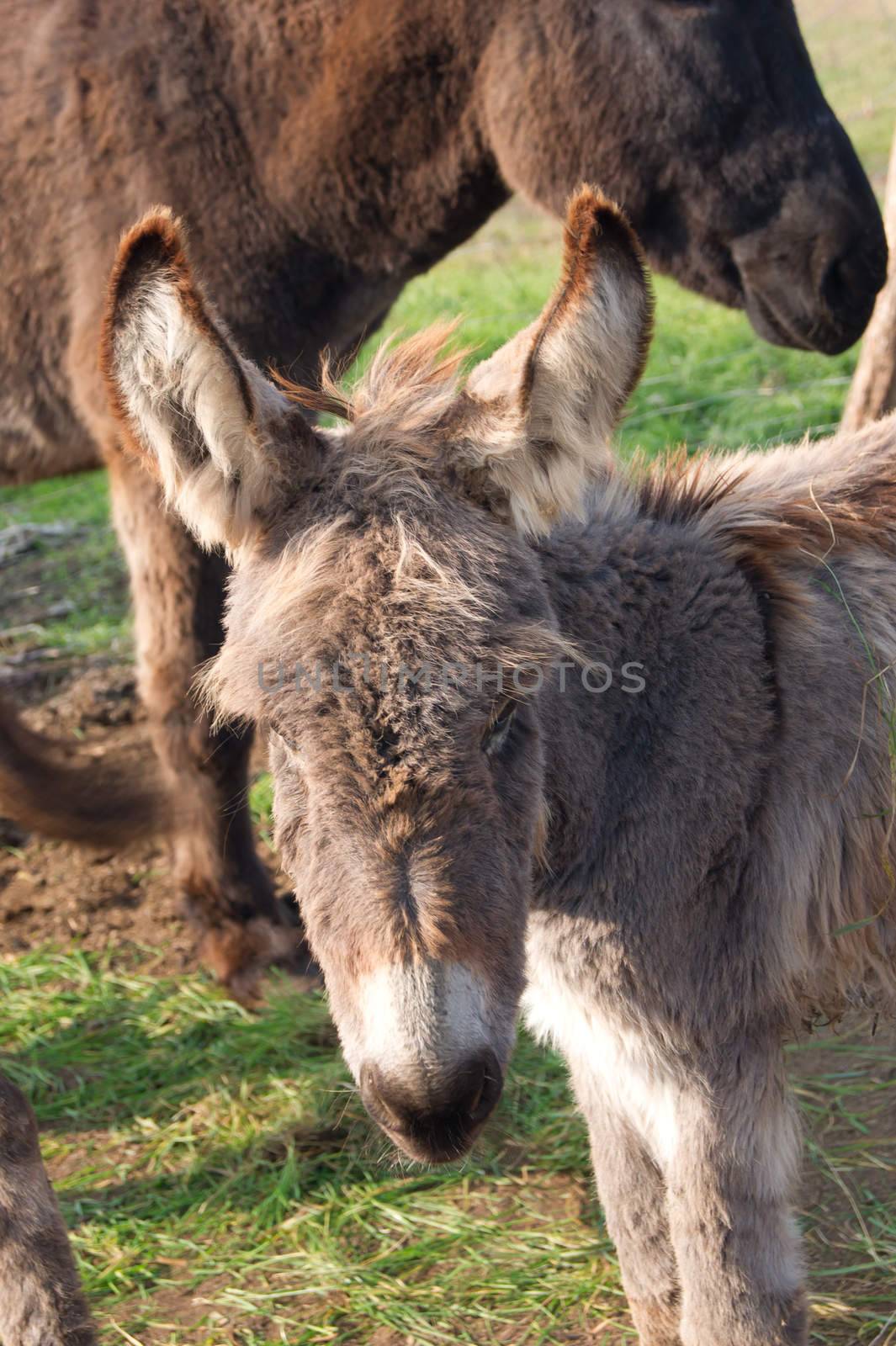 The donkeys are kept in the fold.
