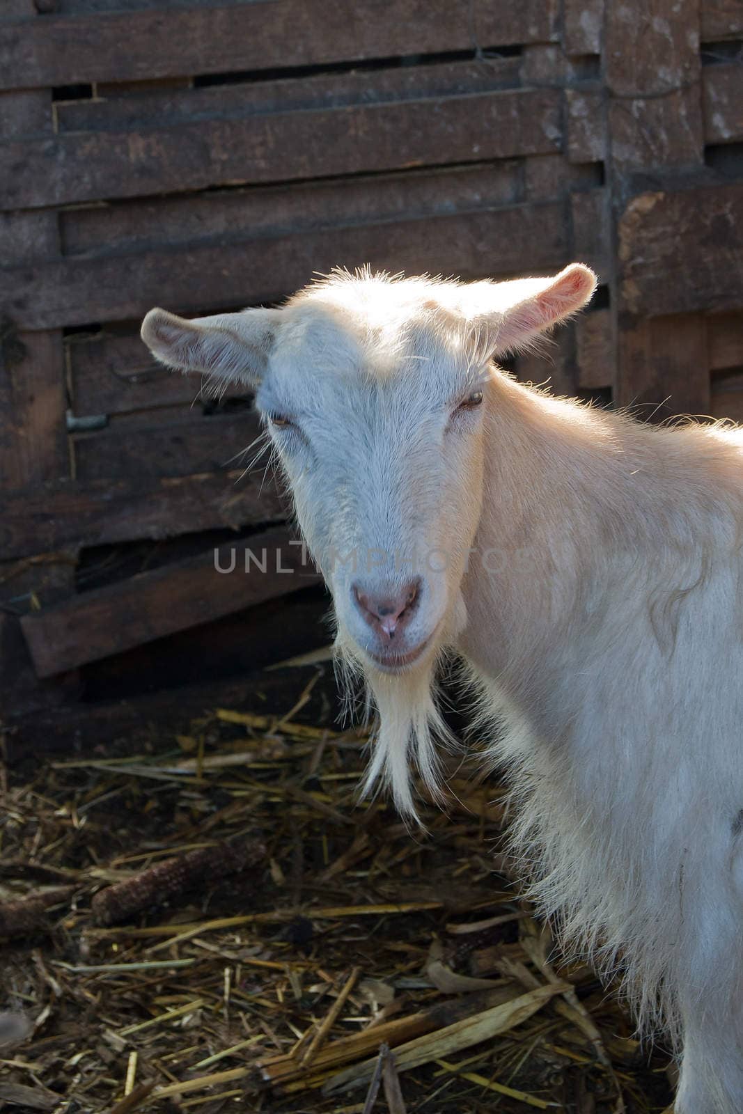 White goat. by dadalia