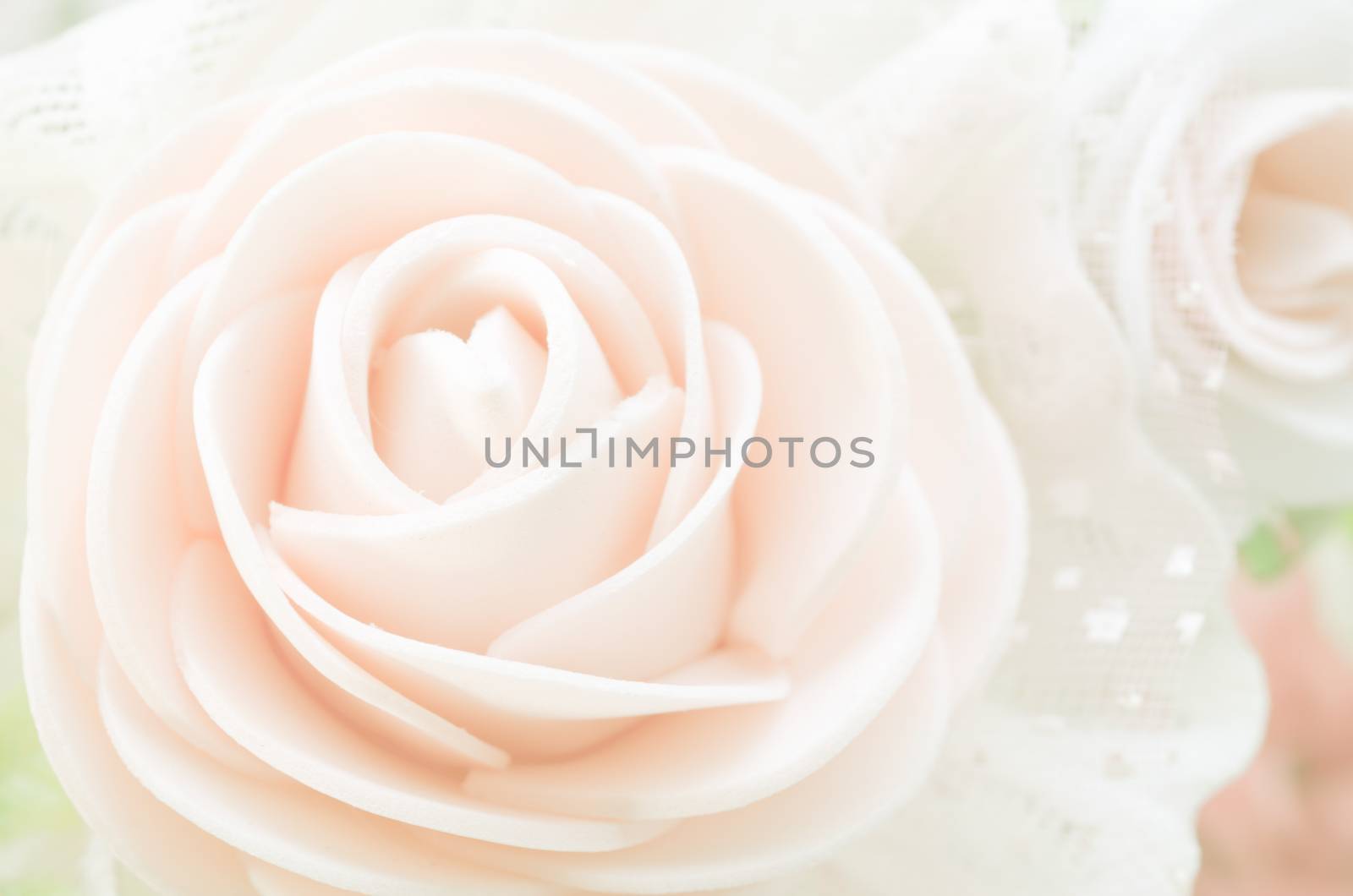 Beautiful rose close up. by Gamjai