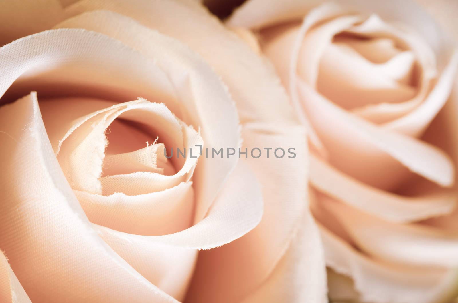 Beautiful rose close up.Soft focus. by Gamjai