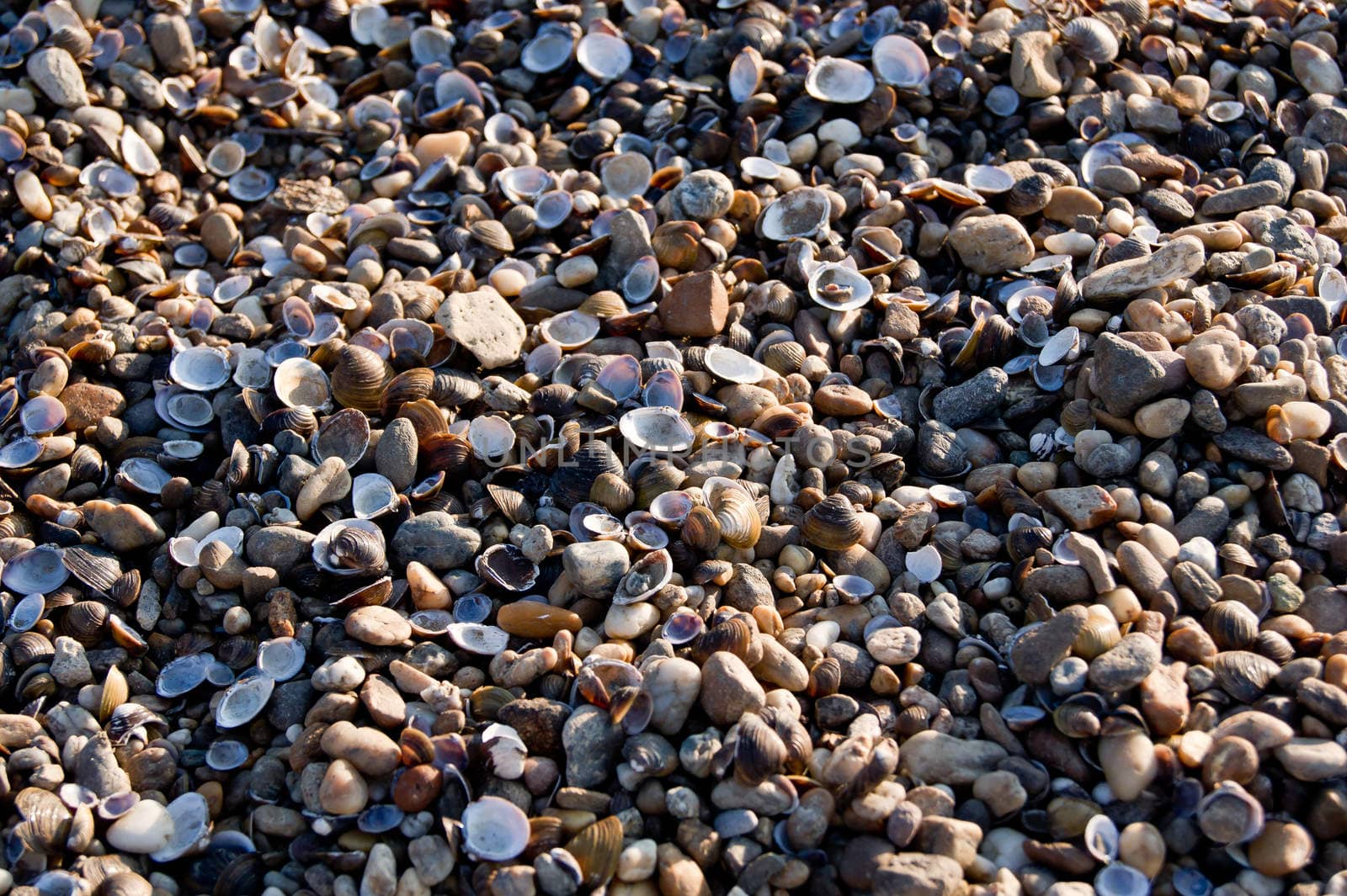 Shells and pebbles. by dadalia