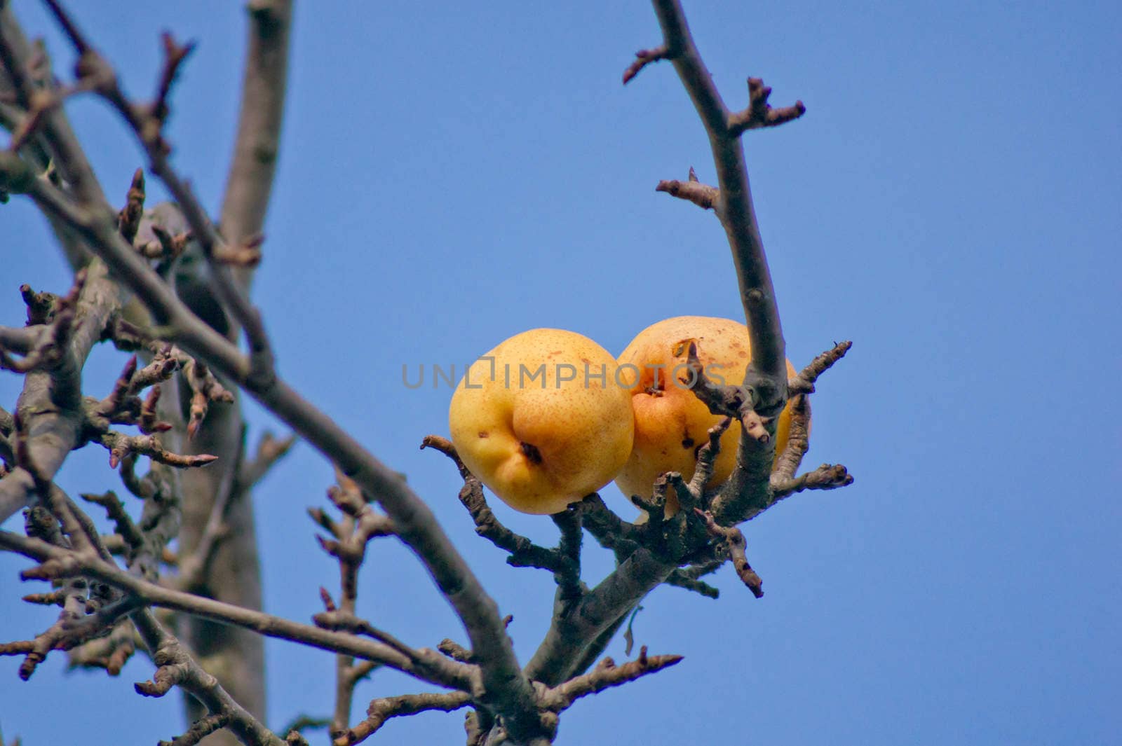 Pears on the tree by dadalia