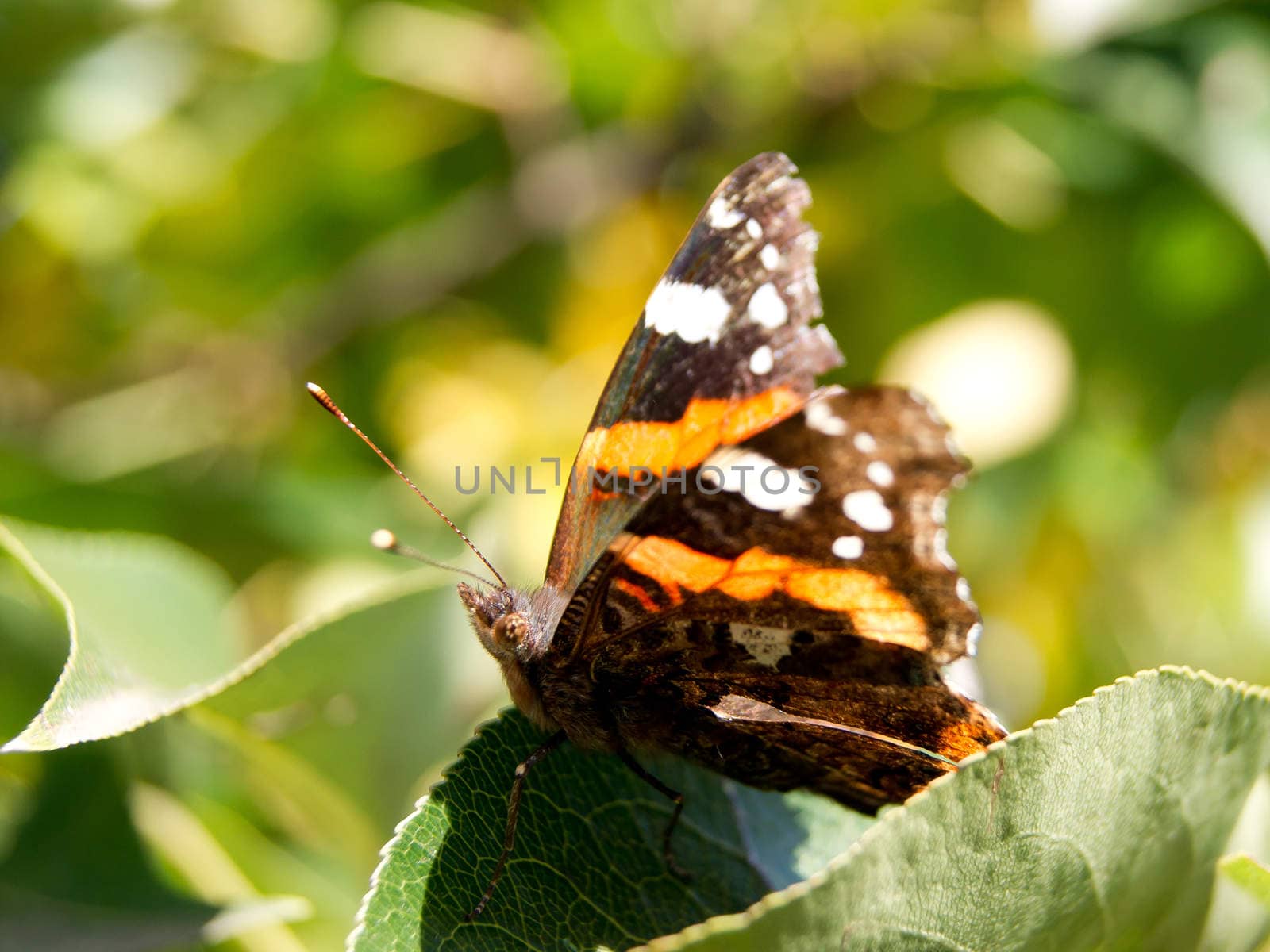 The Red Admiral (Vanessa Atalanta) in the pear tree leaves.