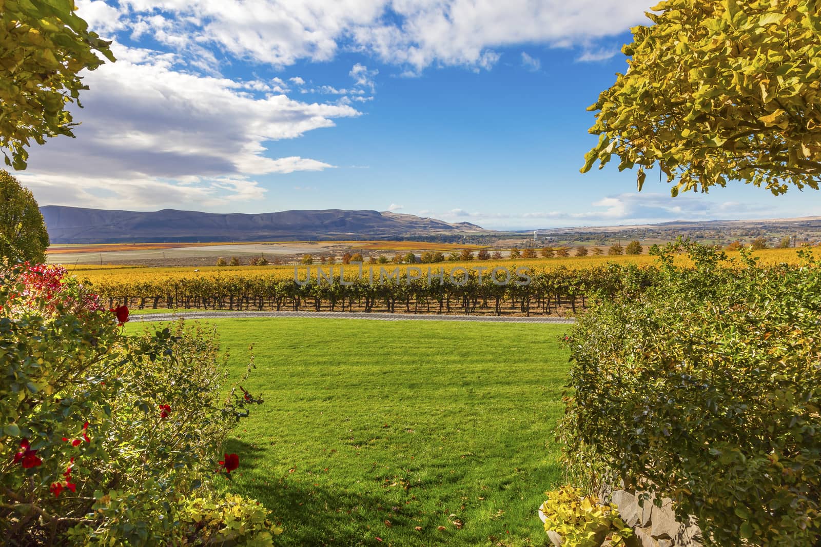 Yellow Leaves Vines Fall Vineyards Red Mountain Benton City Washington by bill_perry