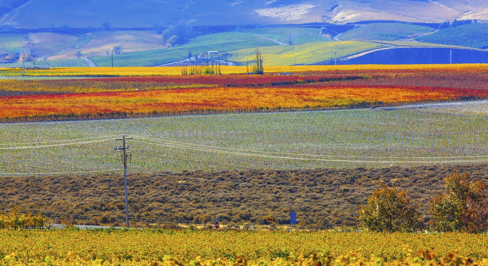 Red Mountain Autumn Colorful Vineyards Benton City Washington by bill_perry