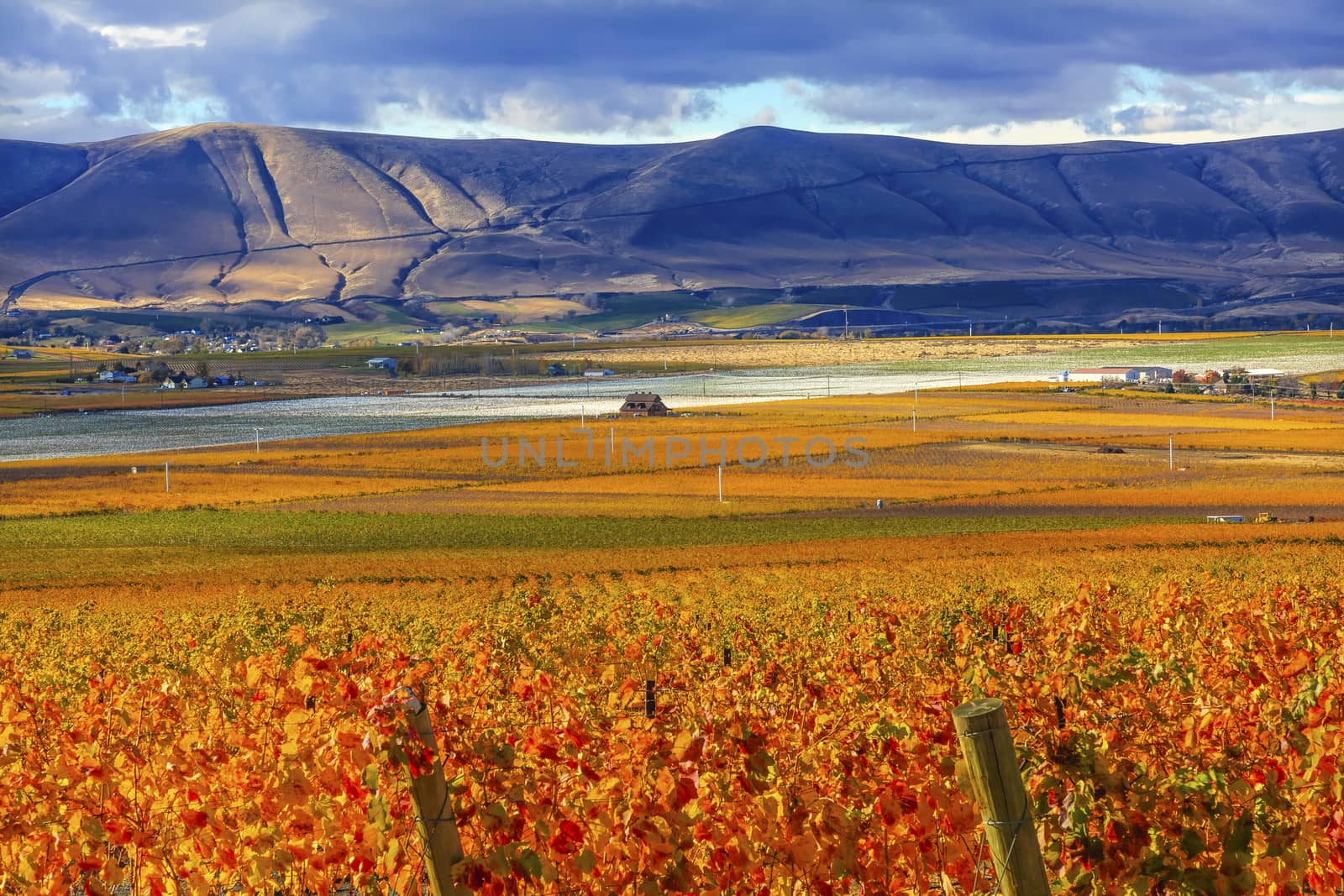 Orange Leaves Vines Rows Grapes Wine Colorful Fields Autumn Red Mountain Benton City Washington