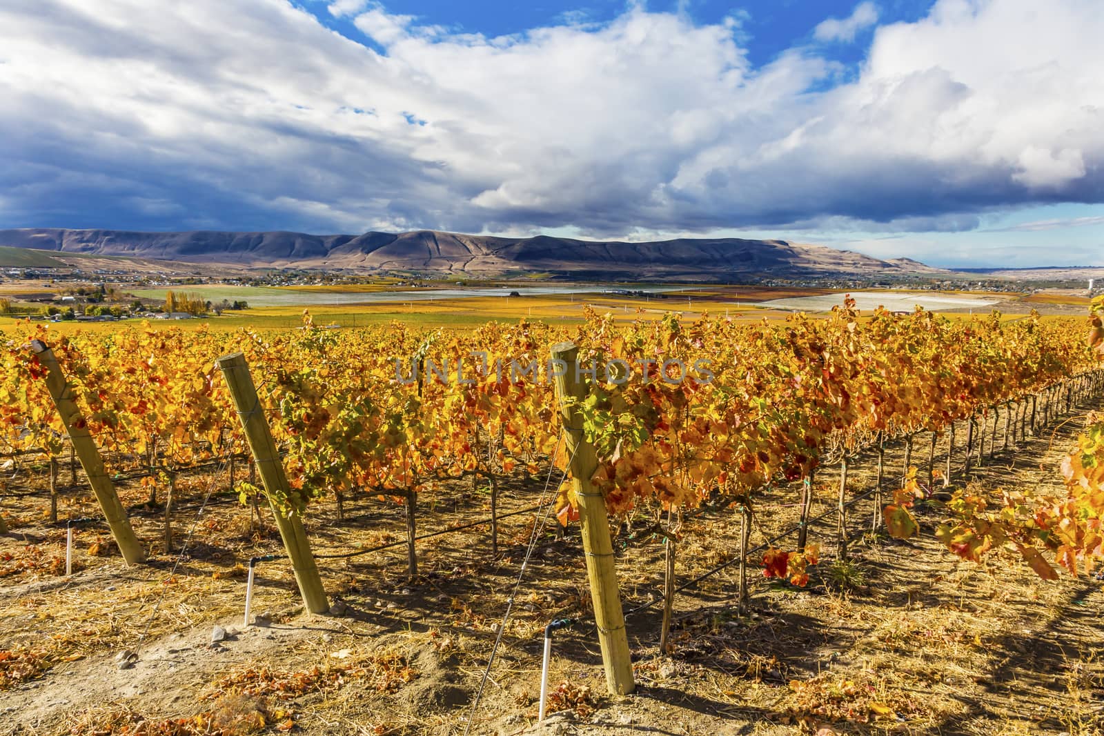 Orange Leaves Vines Rows Grapes Wine Colorful Fields Autumn Red Mountain Benton City Washington