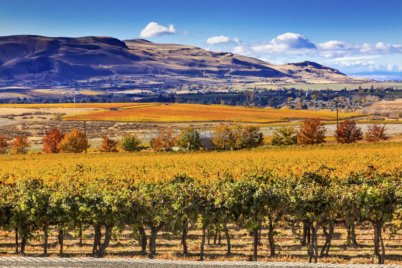 Yellow Leaves Vines Rows Grapes Wine Autumn Red Mountain Benton City Washington