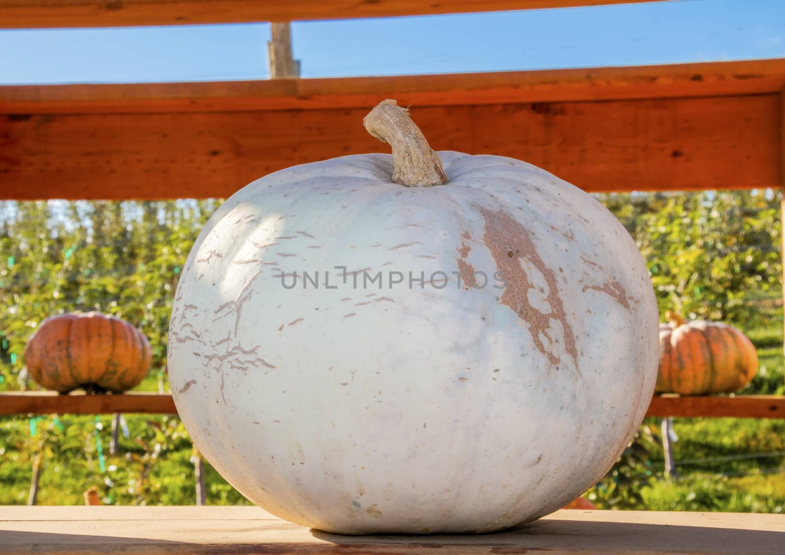 White Pumpkin Squash Garden by bill_perry