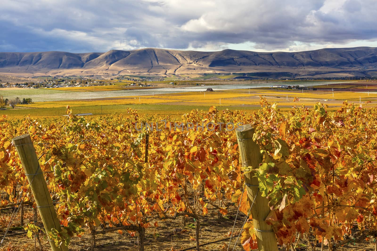 Orange Yellow Leaves Vines Rows Grapes Wine Autumn Red Mountain Benton City Washington