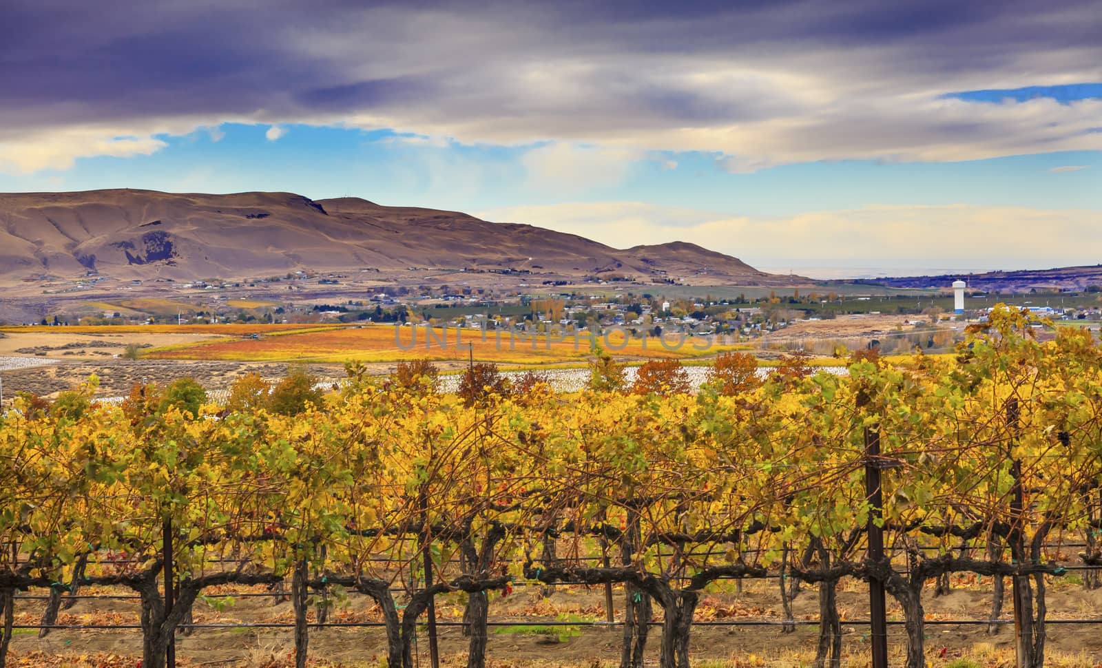 Yellow Vines Fall Vineyards Red Mountain Benton City Washington by bill_perry