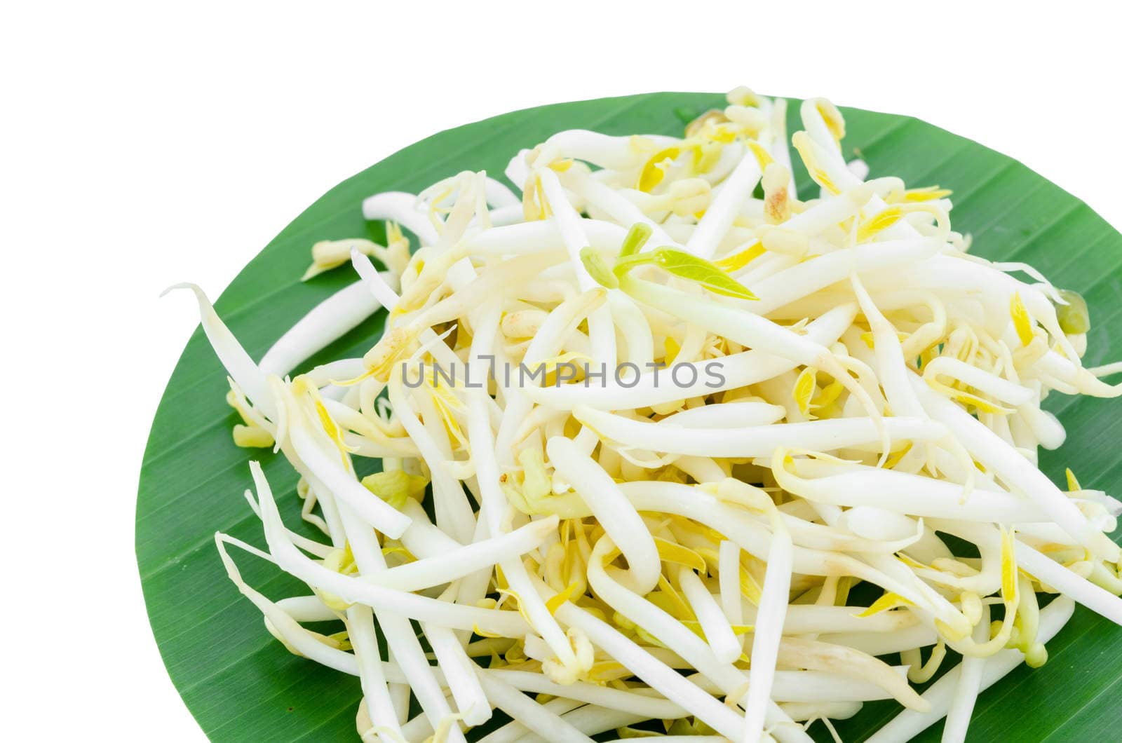 Mung bean Sprouts on green leaf. by Gamjai