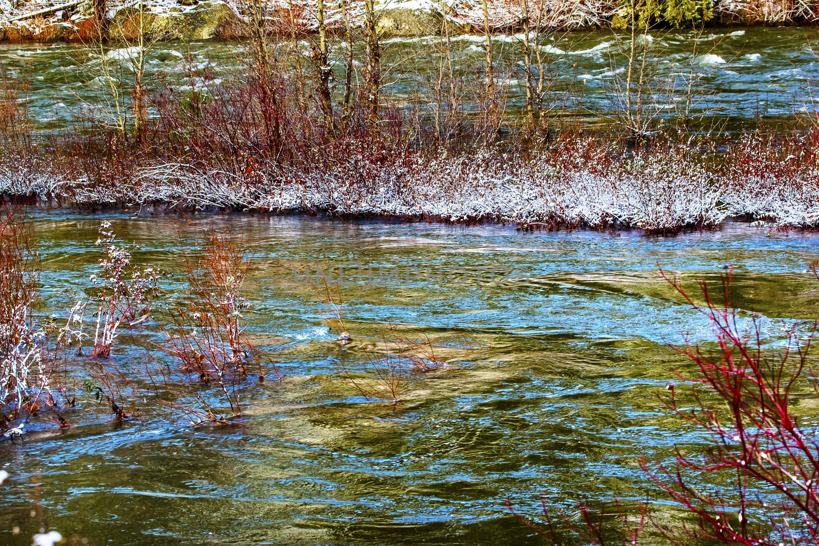 Red Plants Winter Leaves Snow Ice Wenatchee River Valley by bill_perry