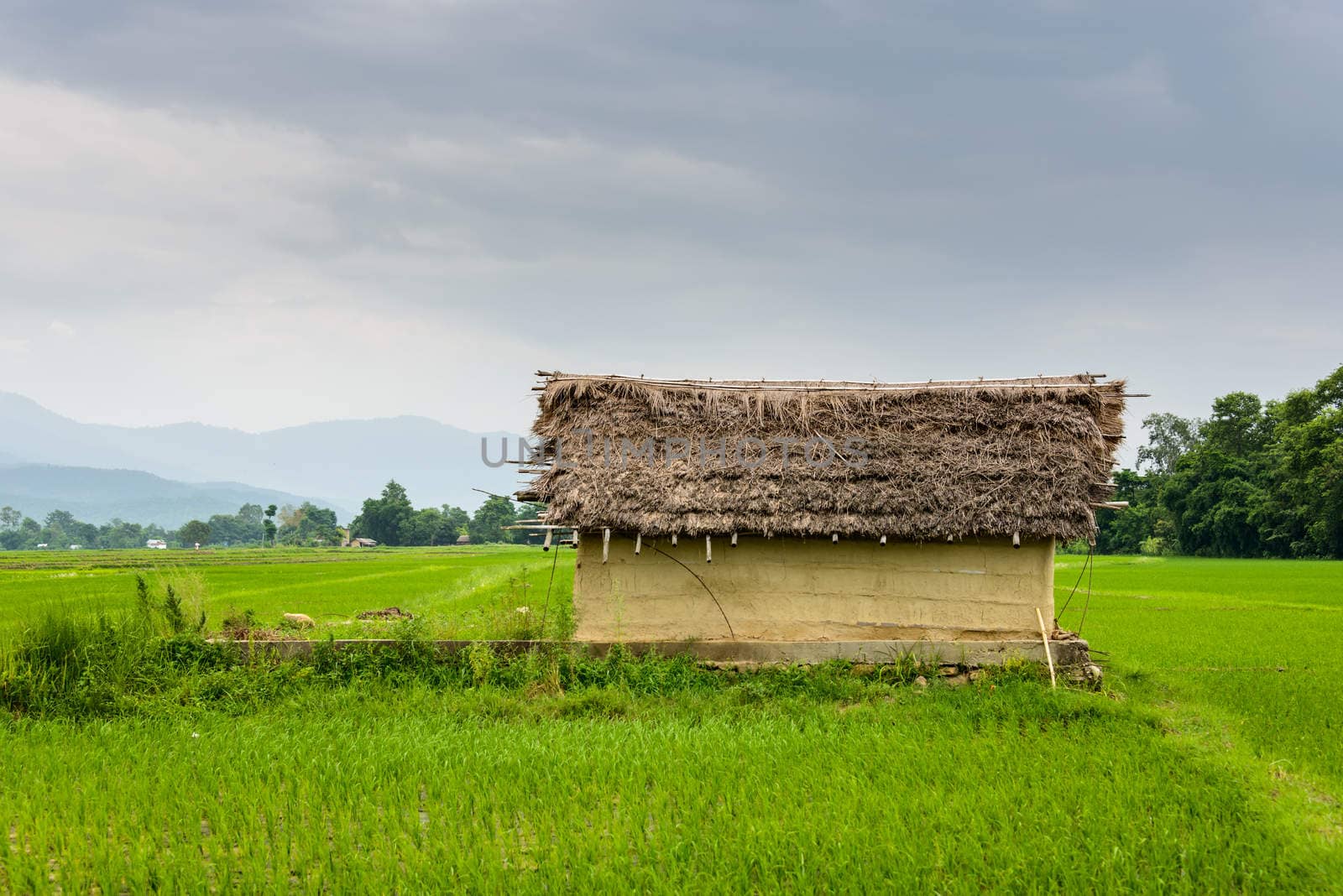Small house surrounded by rice paddy fields in Deukhuri valley, Nepal