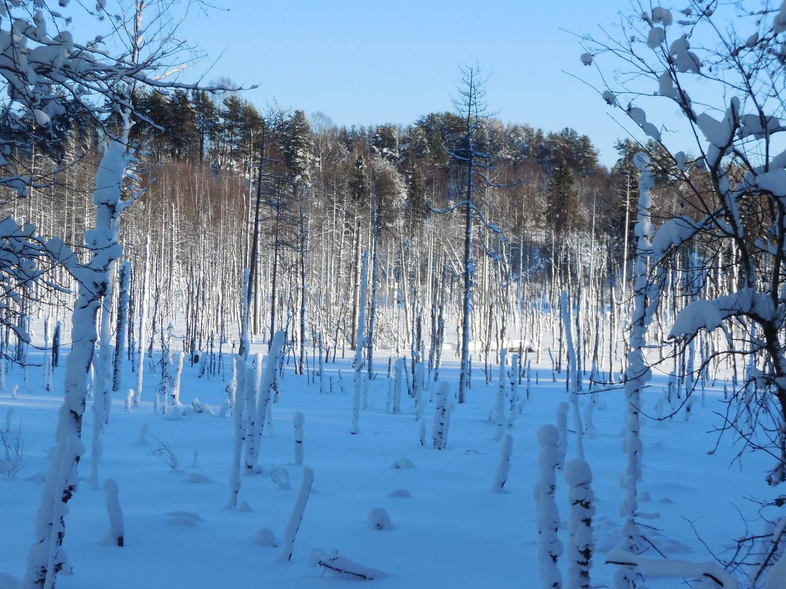 Winter landscape in the Karelia, in February 2015. by olga_ovchinnikova