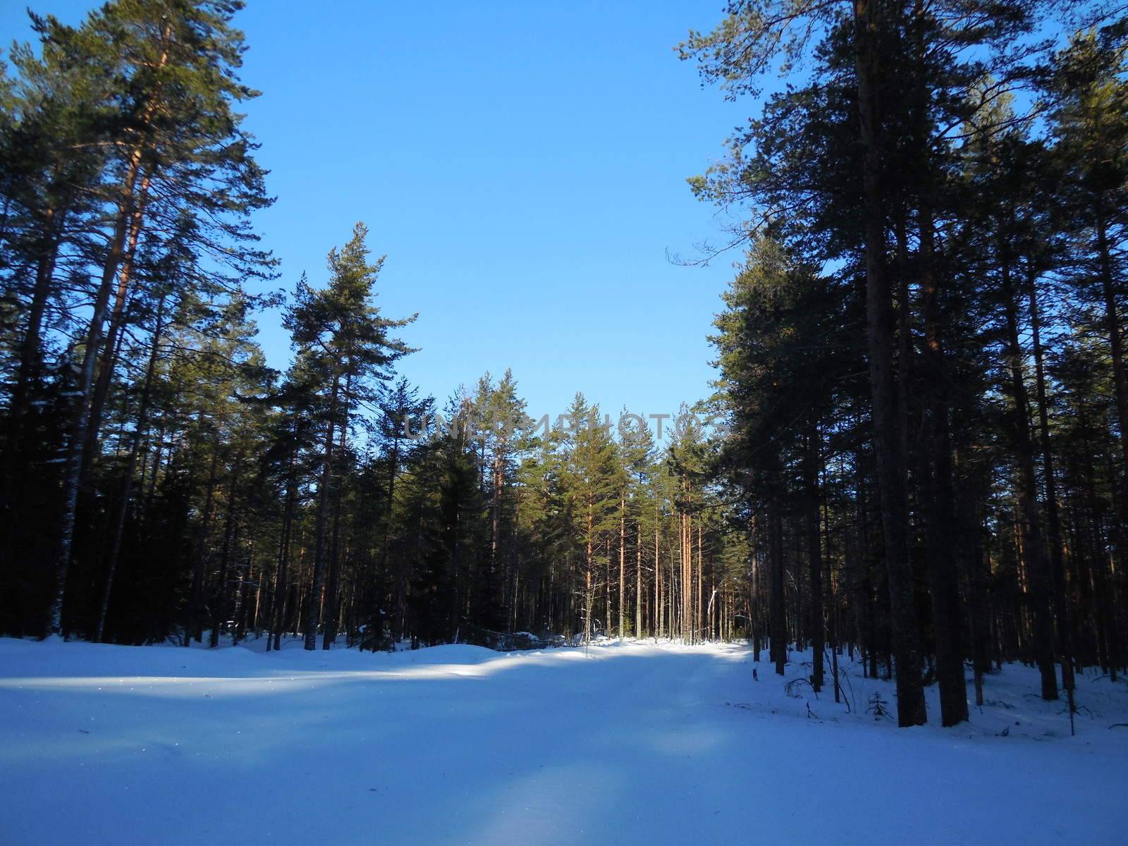 Winter landscape in the Karelia, in February 2015.