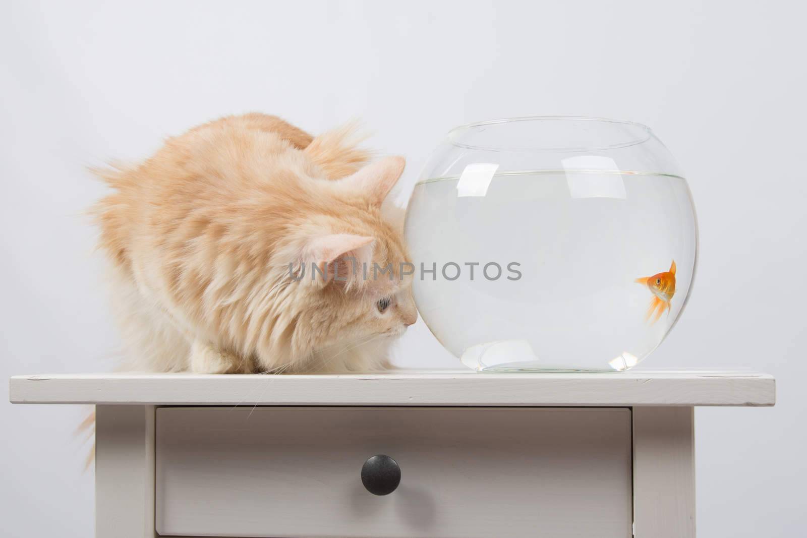 domestic cat sitting on a table on which there is an aquarium with goldfish