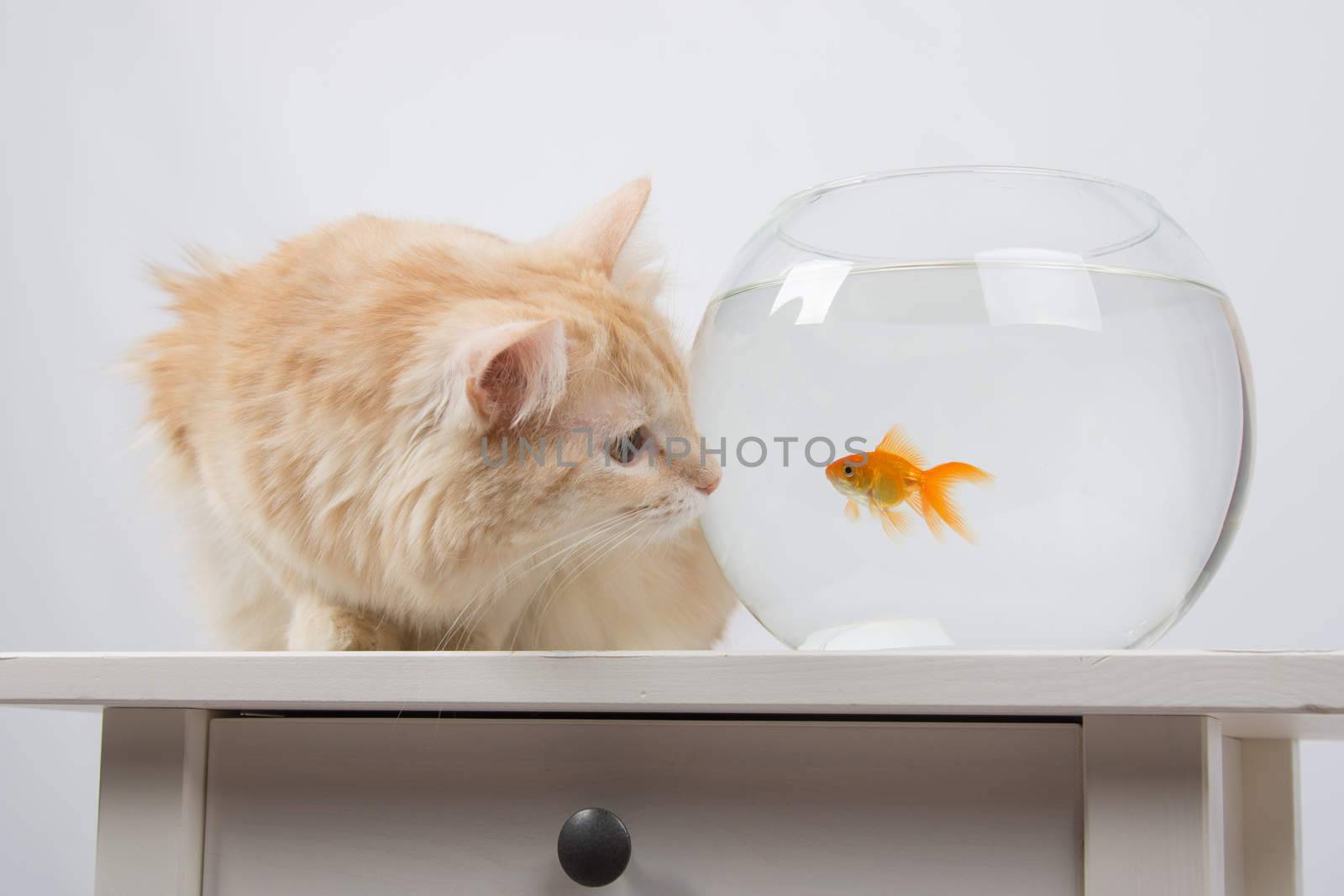 domestic cat sitting on a table on which there is an aquarium with goldfish