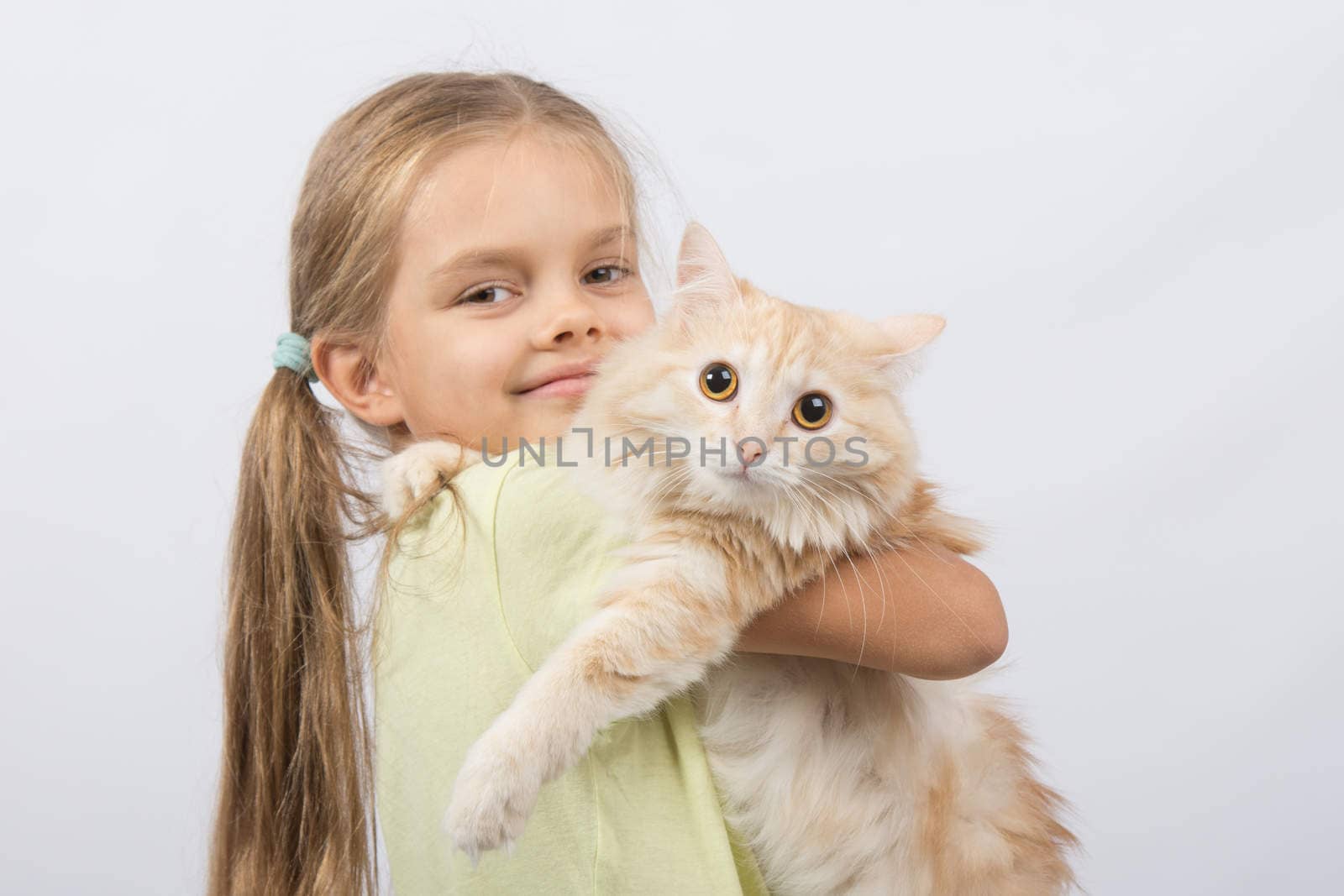 Six year old girl is holding adult domestic cat