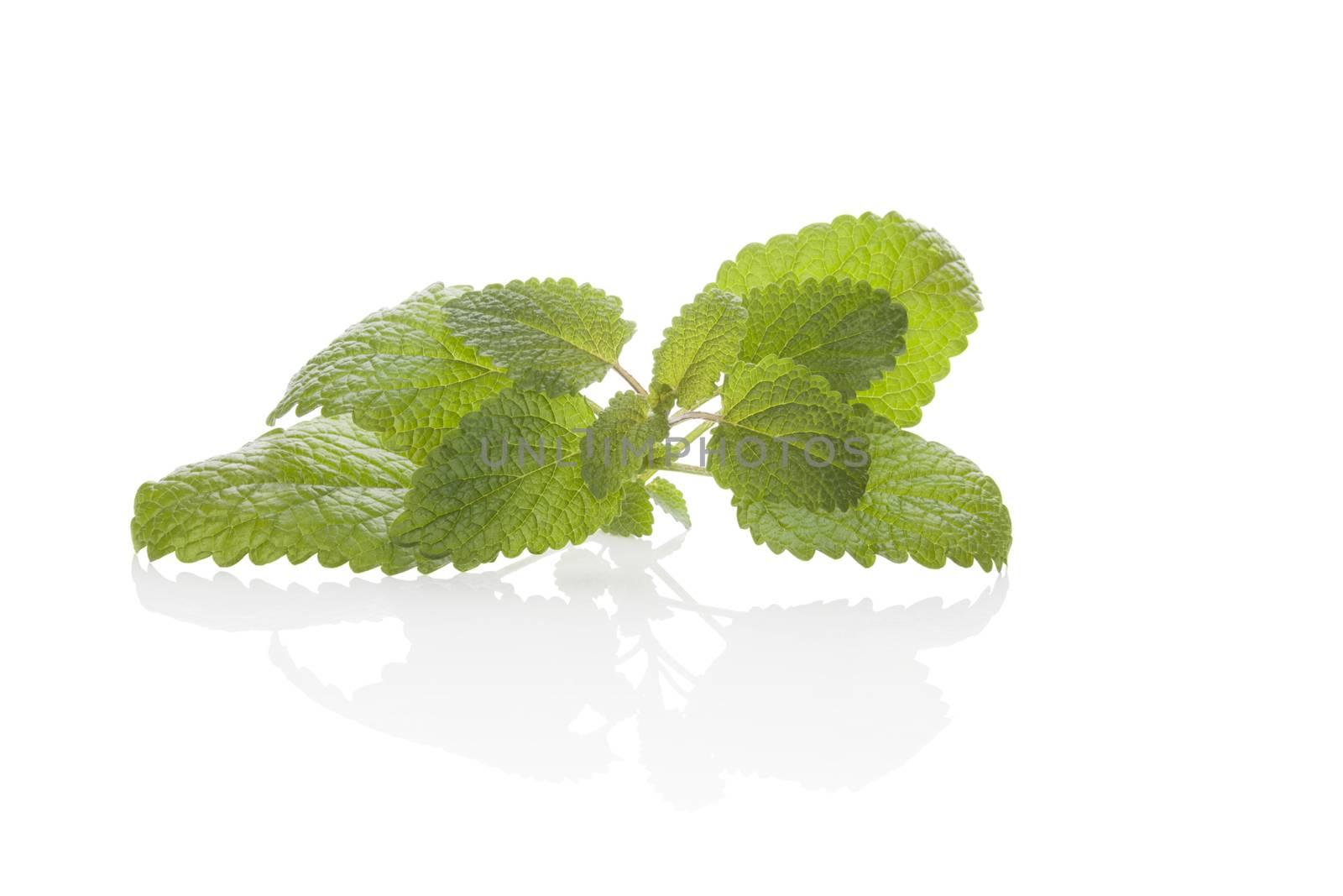 Melissa, balm mint herb isolated on white background. Culinary aromatic herb.