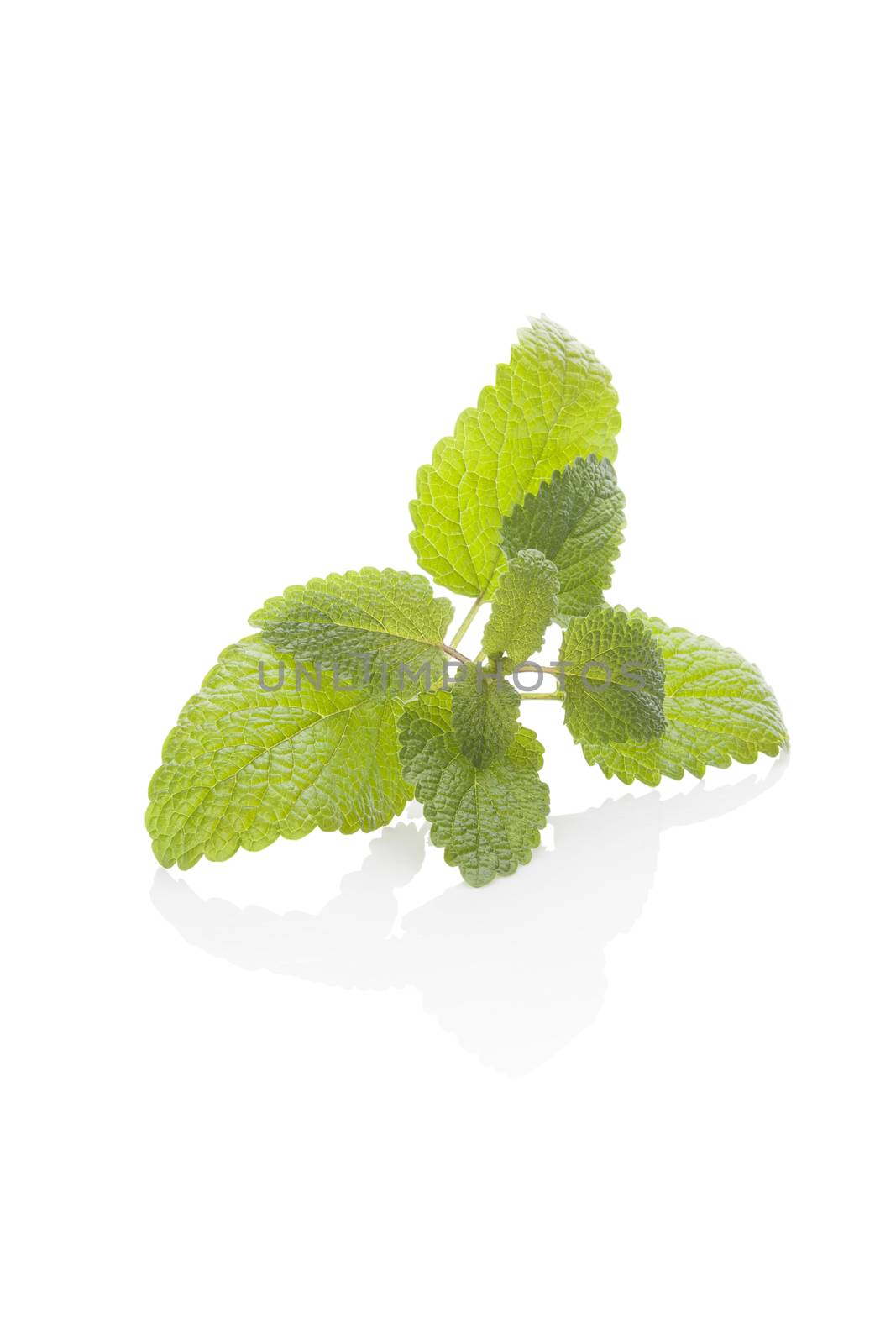 Melissa, balm mint herb isolated on white background. Culinary aromatic herb.