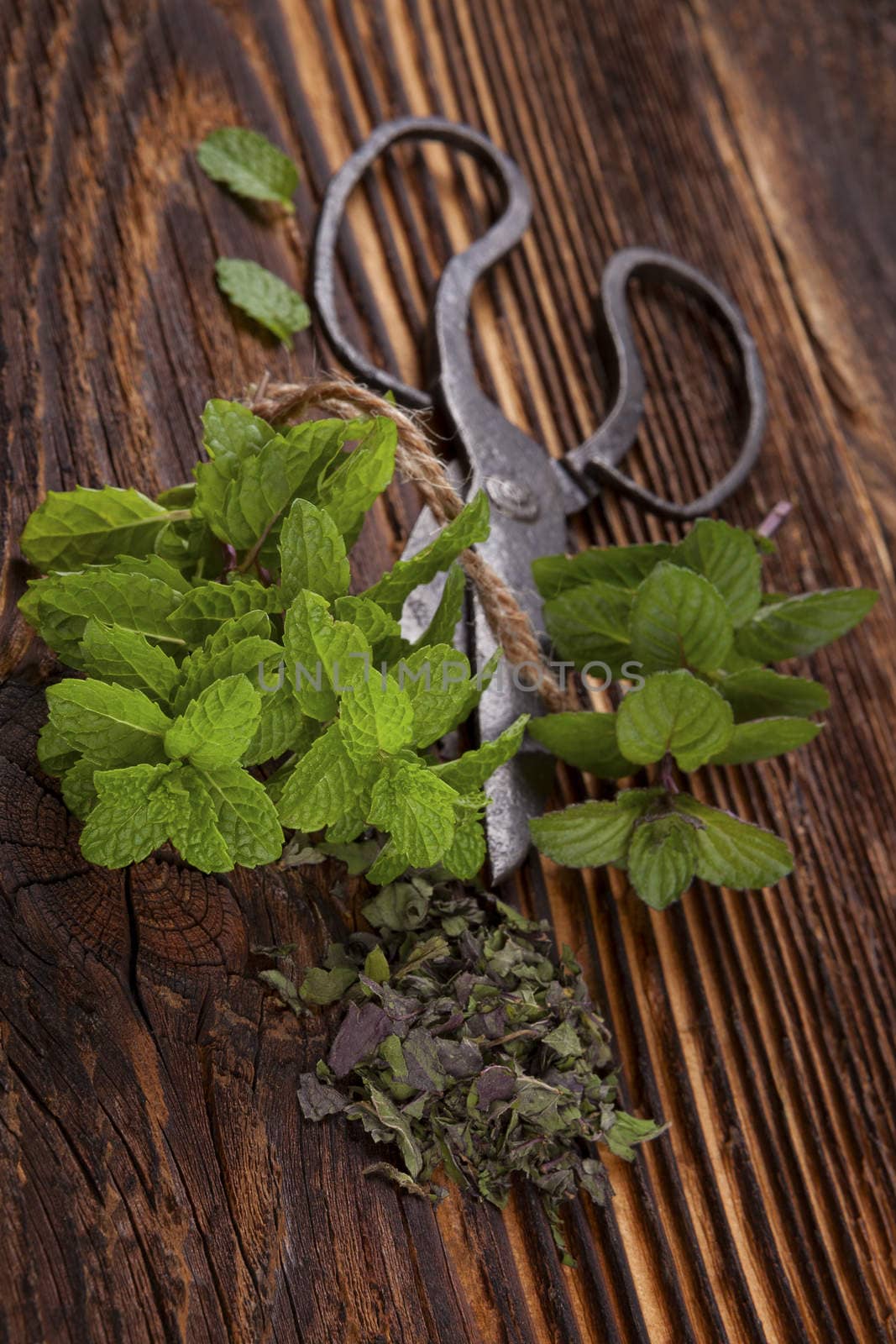 Mentha. Aromatic culinary herbs, fresh and dry mint herb on wooden rustic background with old vintage scissors.