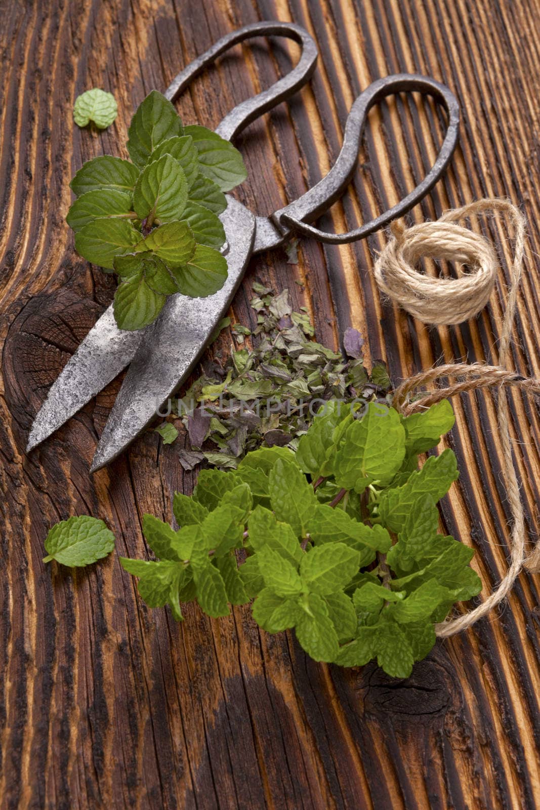 Mint. Aromatic culinary herbs, fresh and dry mint herb on wooden rustic background with old vintage scissors.