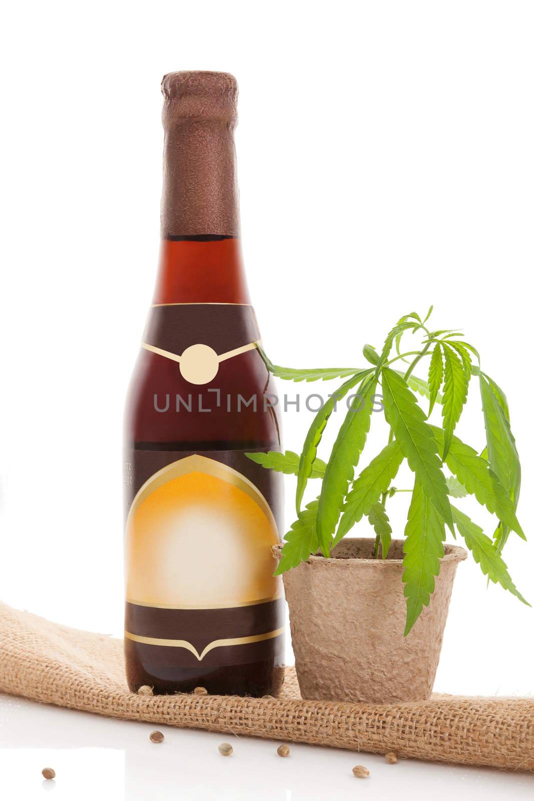 Hemp beer with cannabis plant isolated on white background. Cannabis business. 