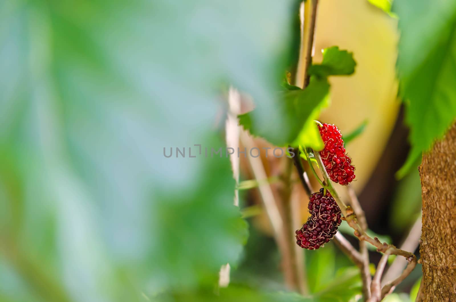 ripe mulberries in the green foliage
