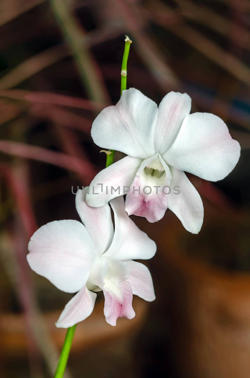 white  orchid flower  in green garden