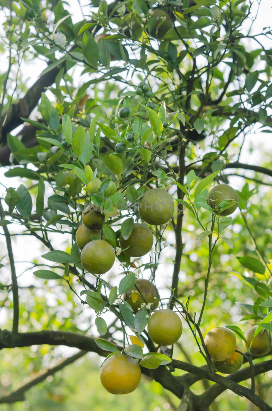 branch orange tree fruits with green leaves in garden
