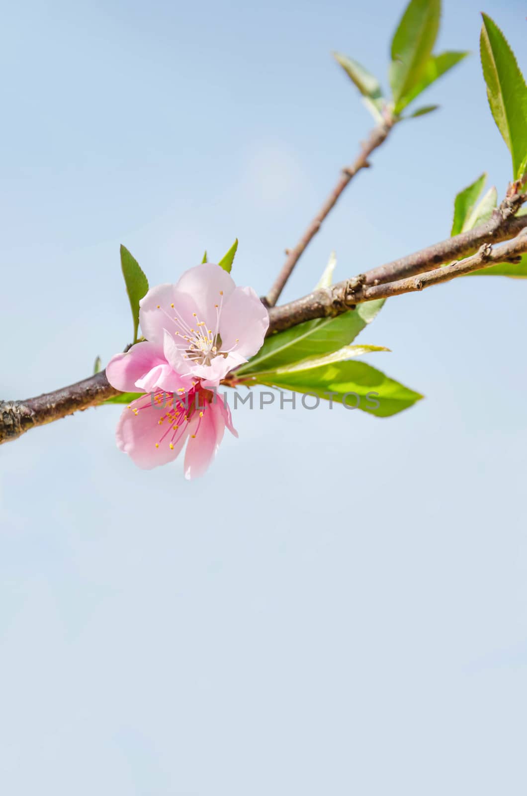 Beautiful pink blossom flower with blue sky background