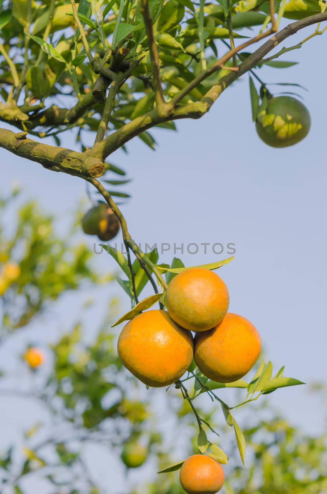 branch orange tree fruits with green leaves in sunlight