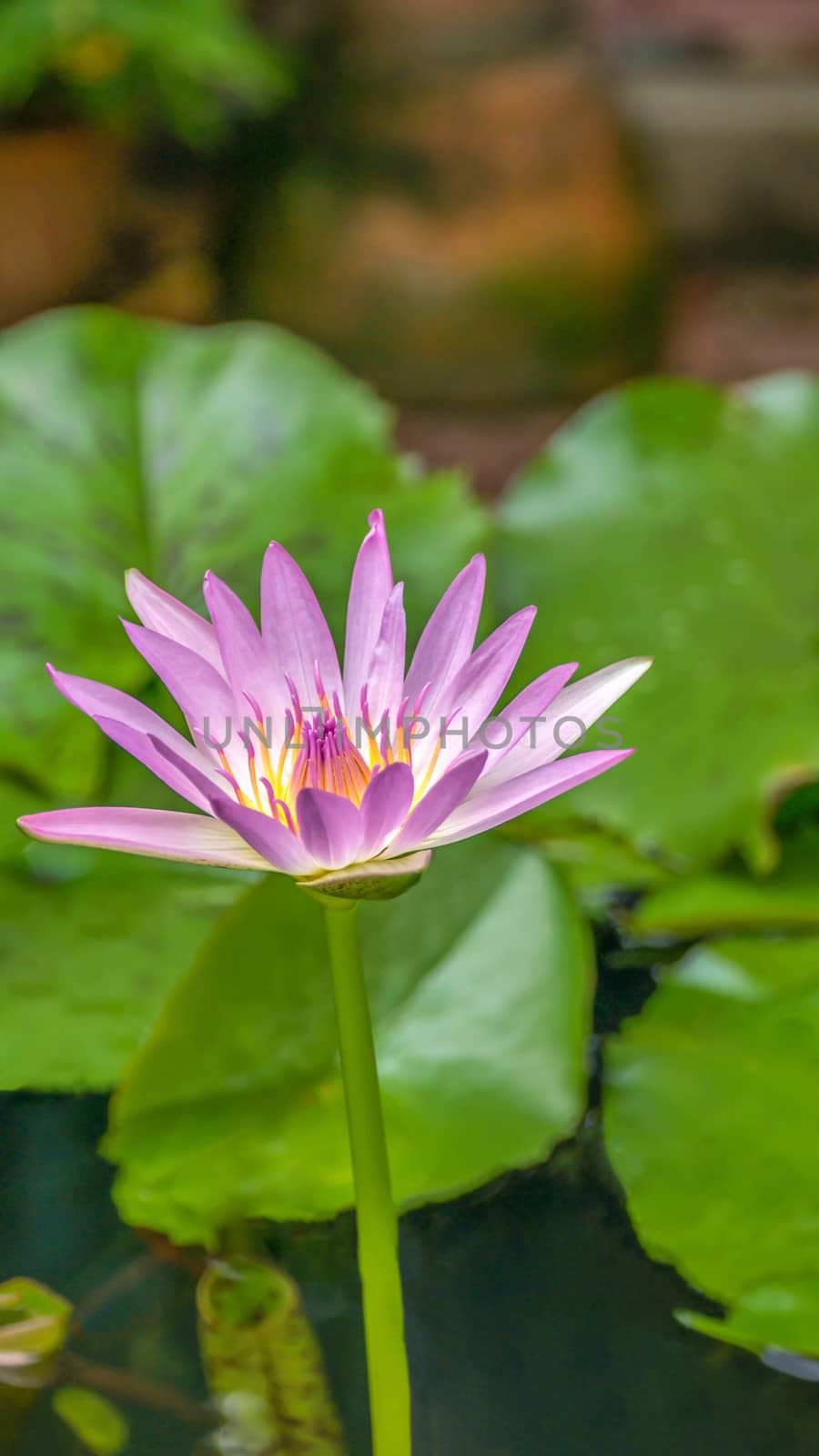 lotus blossoms or water lily flowers blooming on pond