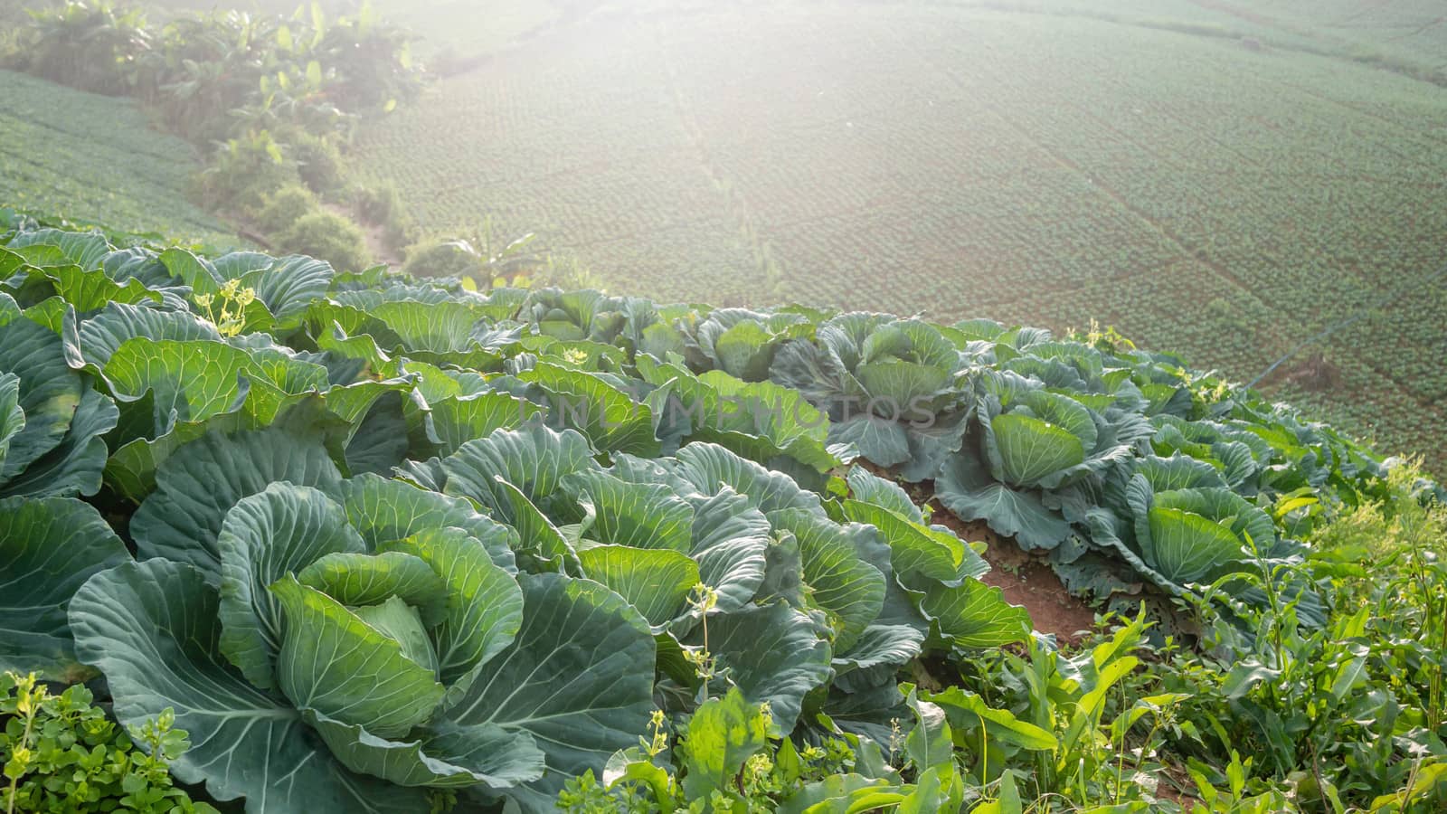 Landscape view of a freshly growing cabbage field
