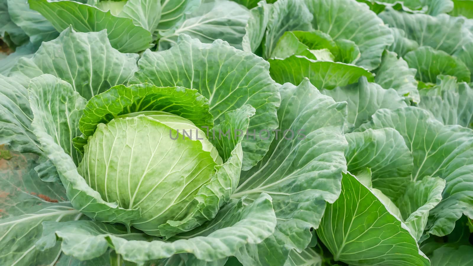 close-up of fresh cabbage in the vegetable garden