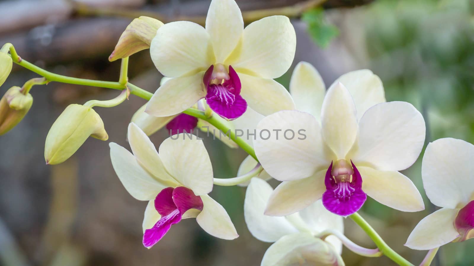 white with purple orchid flower  in green garden