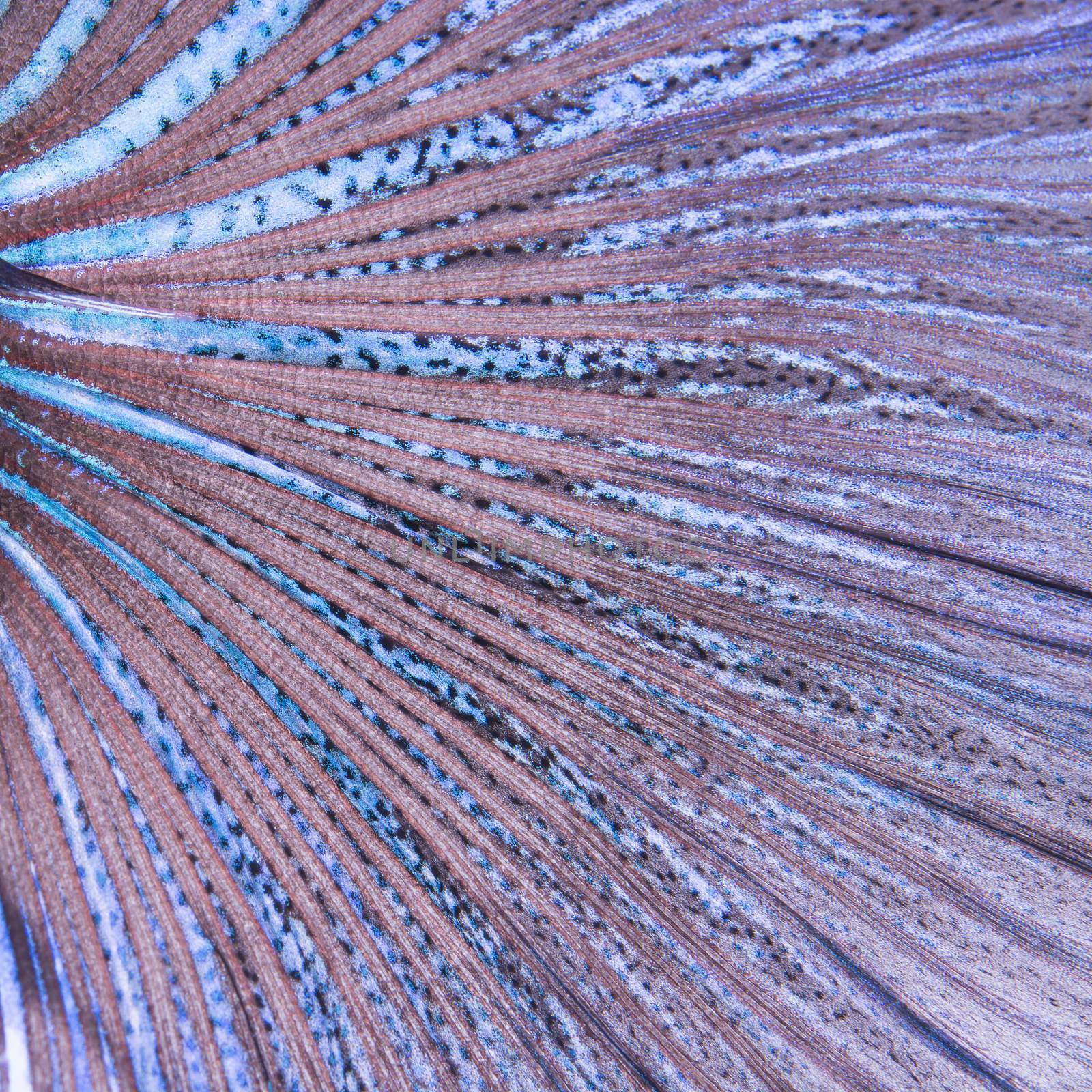 betta tail fish abstract by panuruangjan